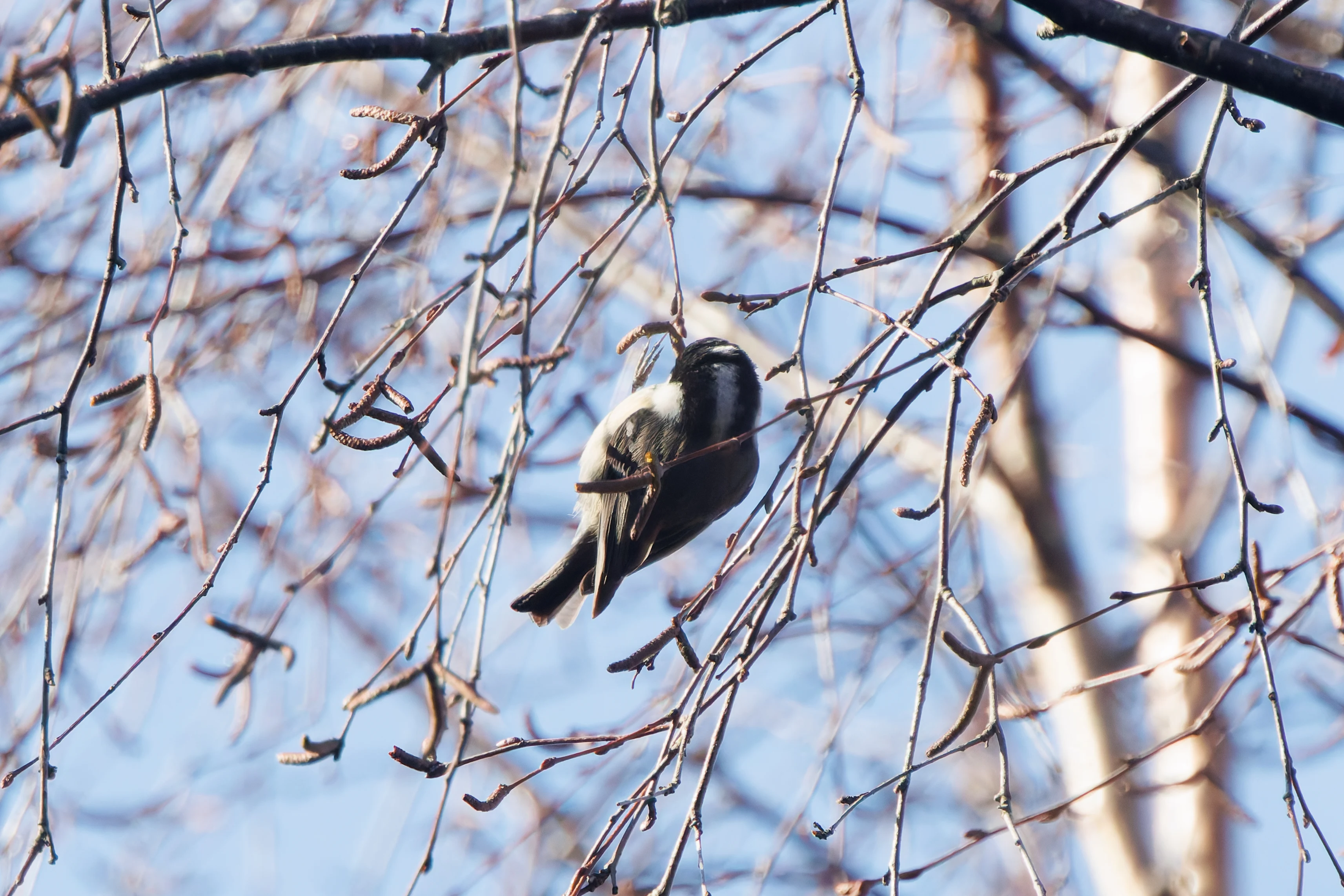 Coal Tit, Acres Down, New Forest, UK — photo by Adam Prugel-Bennett