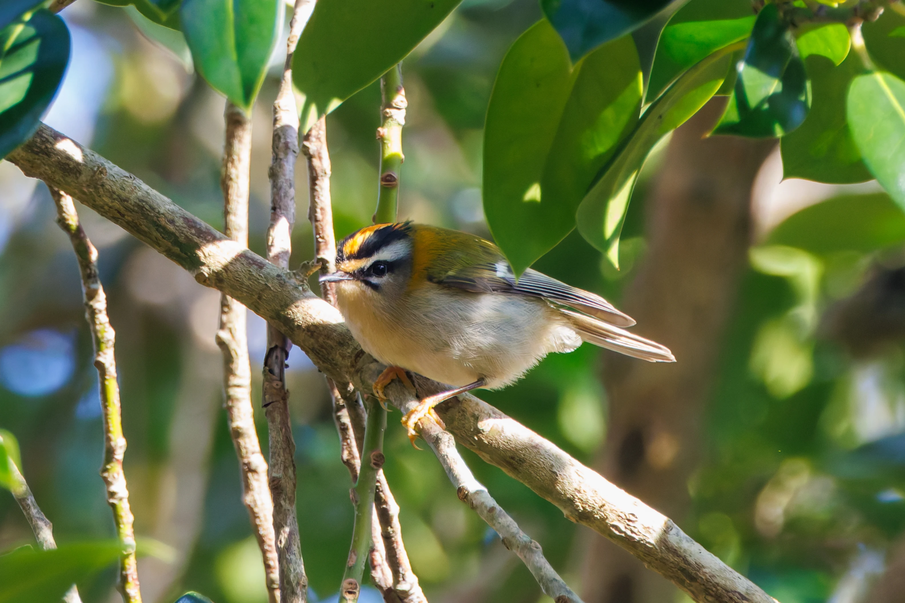 Common firecrest, Acres Down, New Forest, UK — photo by Adam Prugel-Bennett