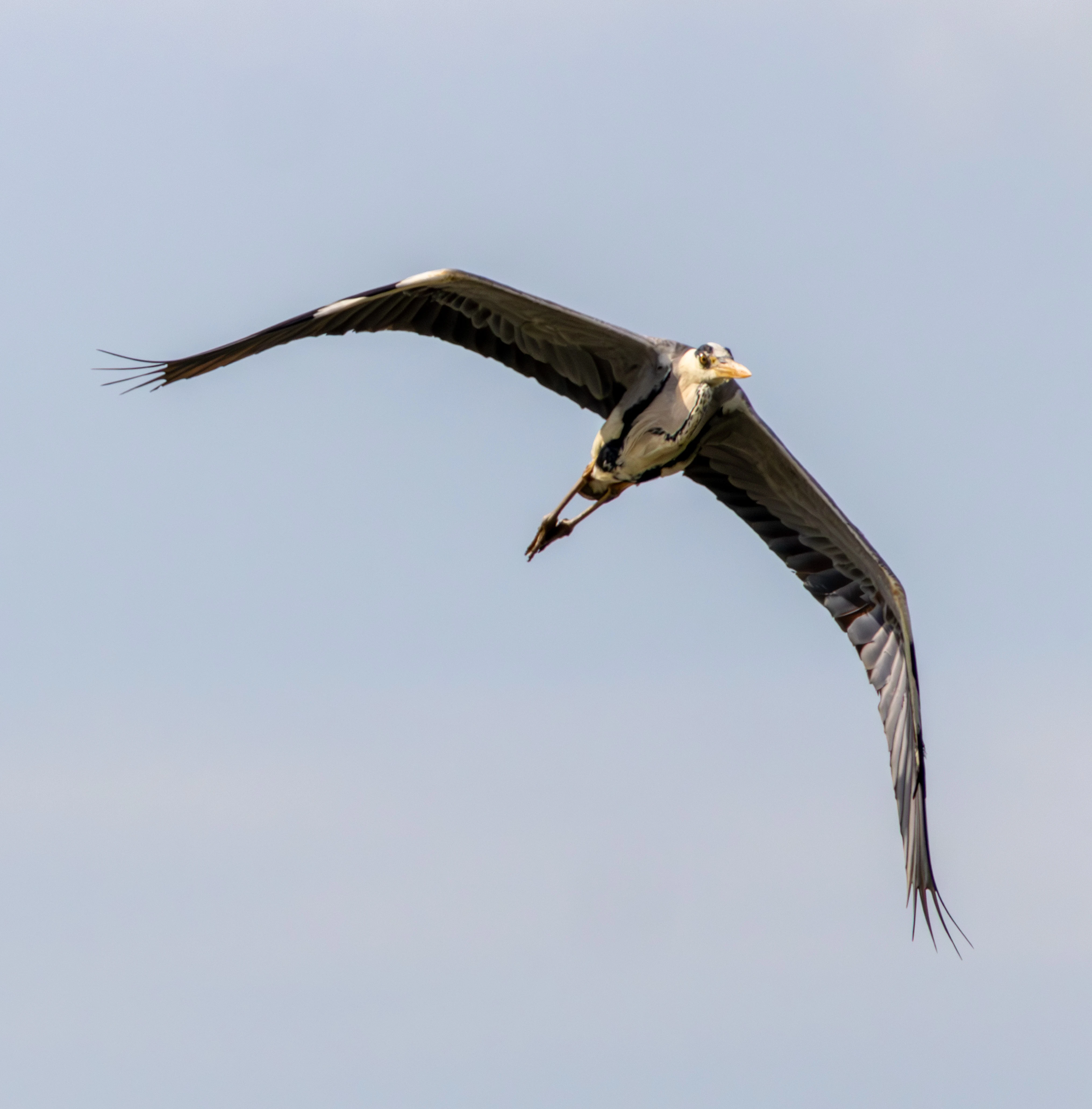 Grey Heron in flight, Danube Delta, Romania — photo by Adam Prugel-Bennett