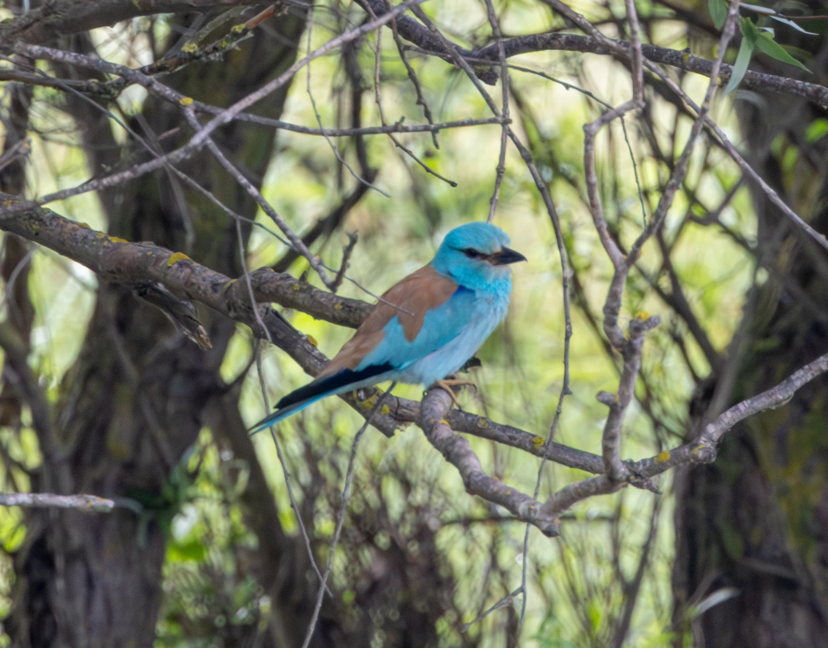 European Roller, Danube Delta, Romania — photo by Adam Prugel-Bennett