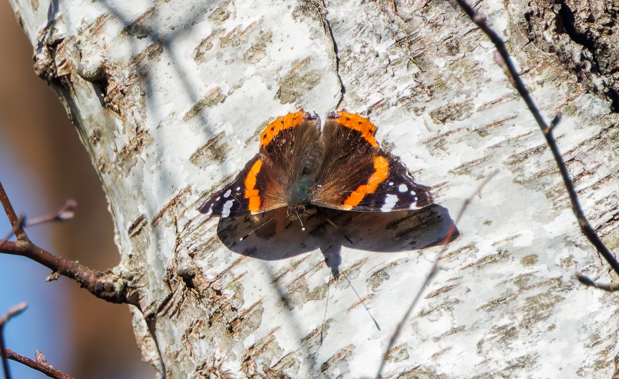 Red Admiral - Butterfly, Acres Down, New Forest, UK — photo by Adam Prugel-Bennett