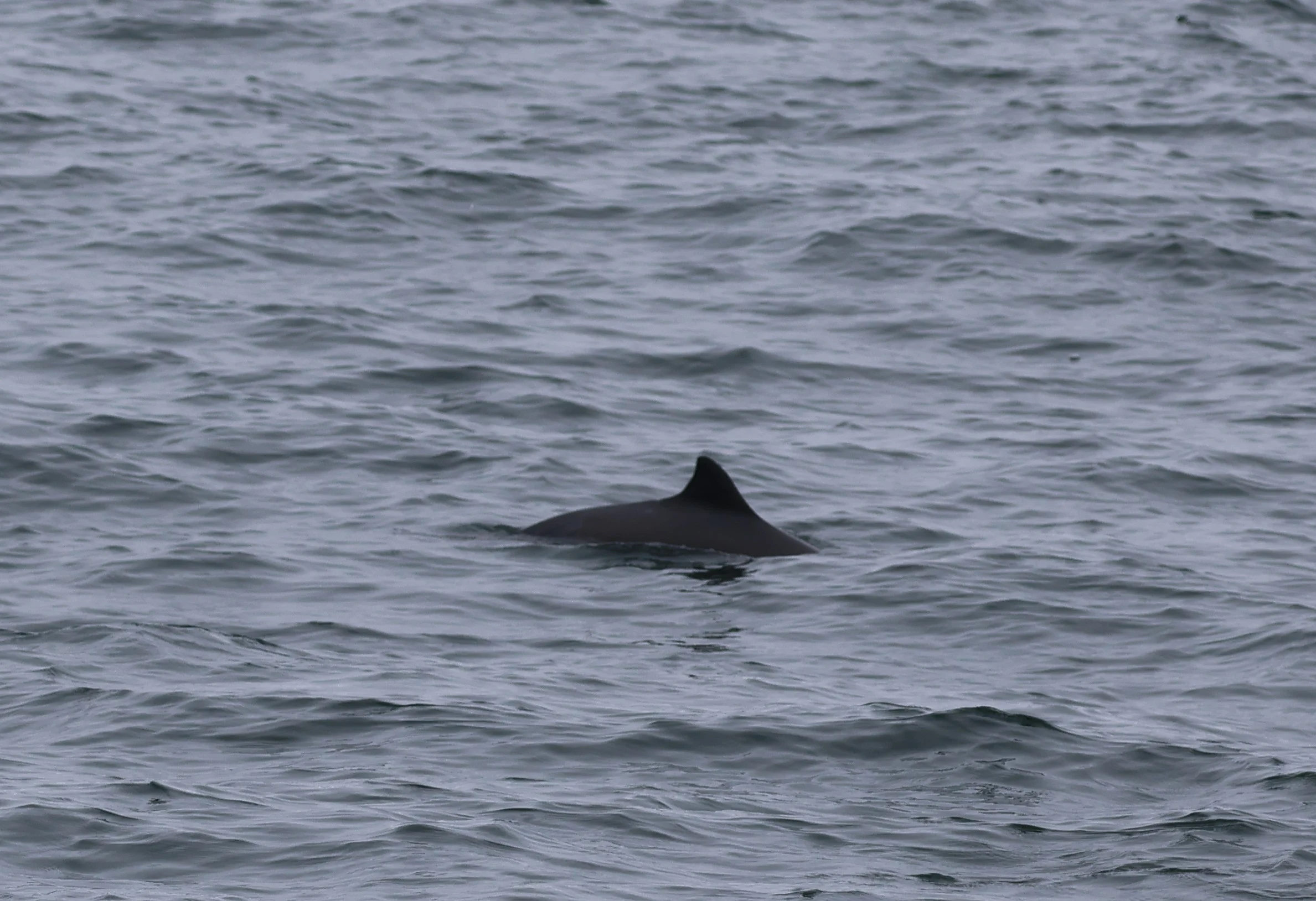 harbour porpoise, Falmouth, Cornwal, UK — photo by Adam Prugel-Bennett