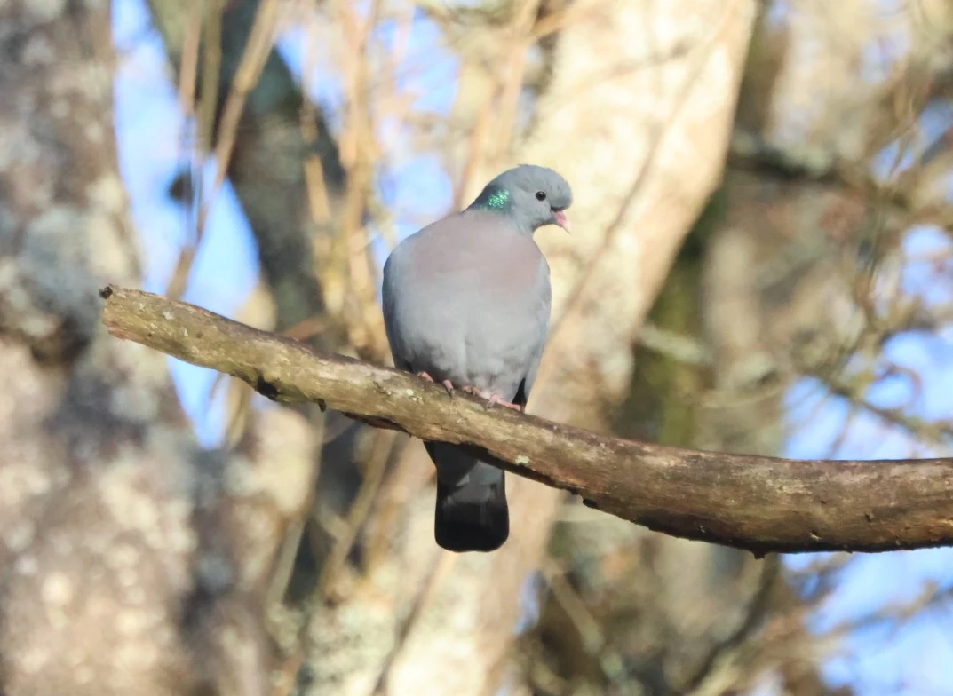 Stock Dove, Beaulieu Road Station, New Forest, UK — photo by Adam Prugel-Bennett