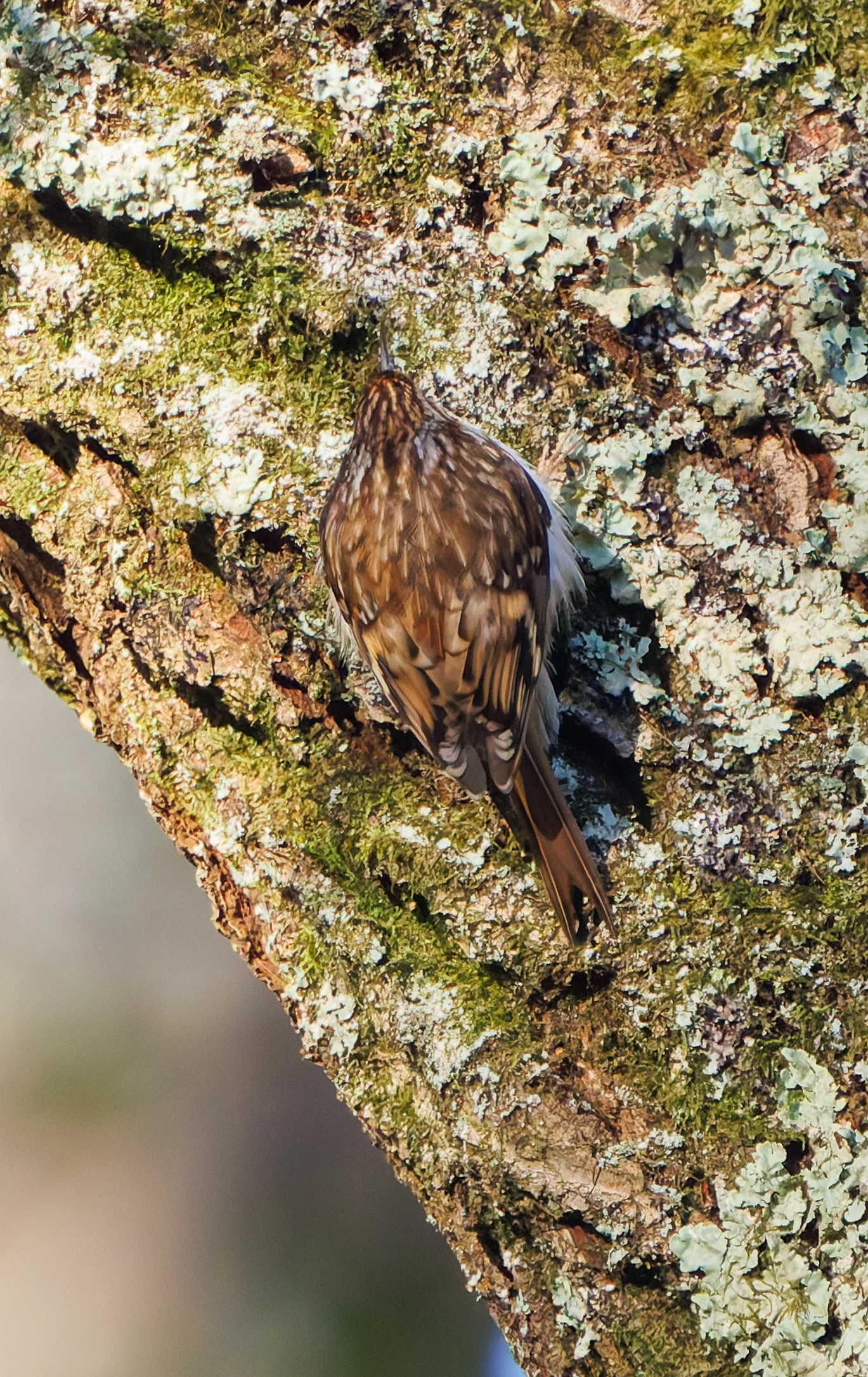 Treecreeper, Acres Down, New Forest, UK — photo by Adam Prugel-Bennett