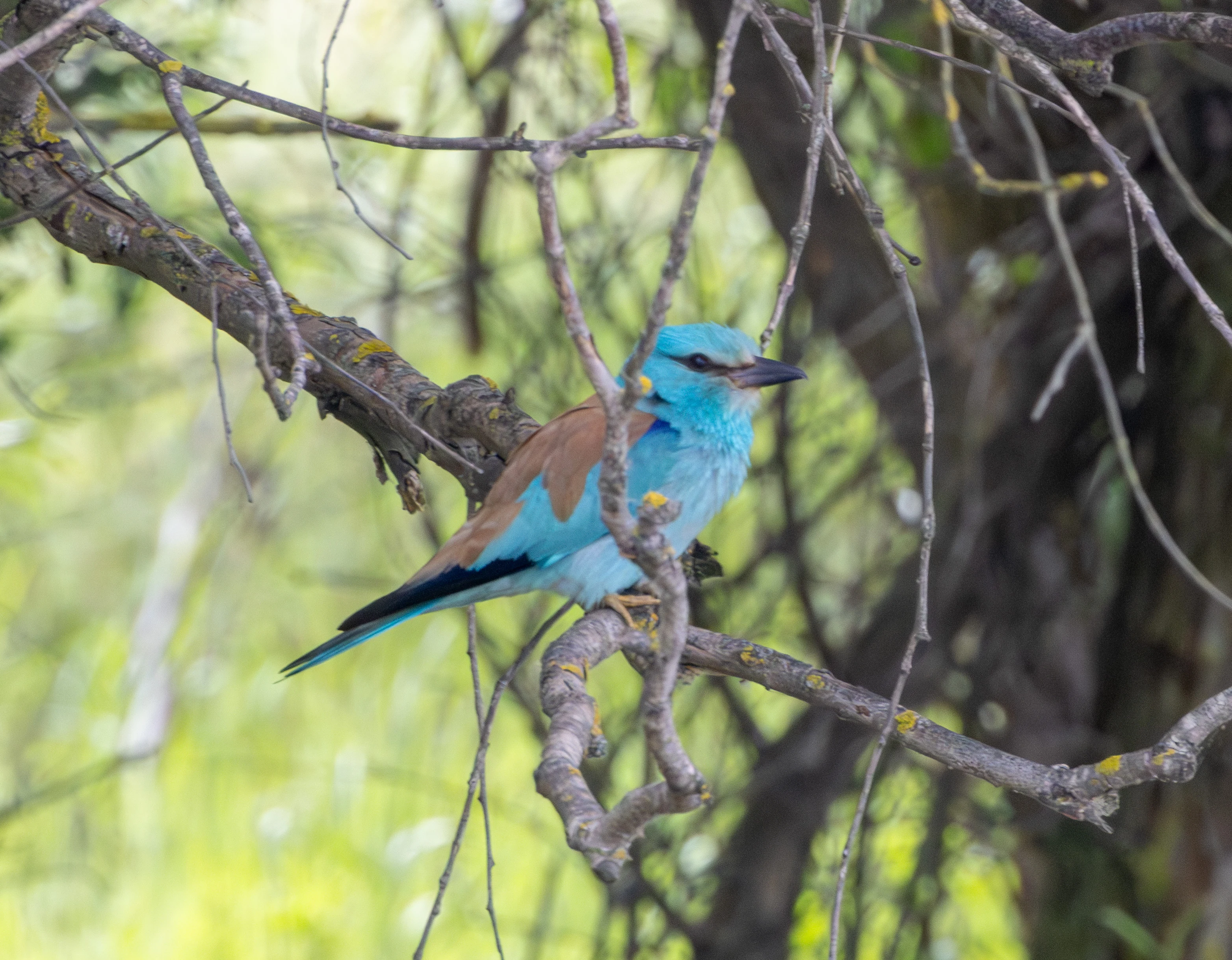 European Roller, Danube Delta, Romania — photo by Adam Prugel-Bennett