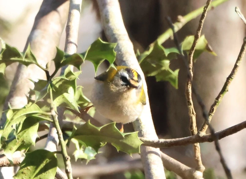 Common firecrest, Beaulieu Road Station, New Forest, UK — photo by Adam Prugel-Bennett