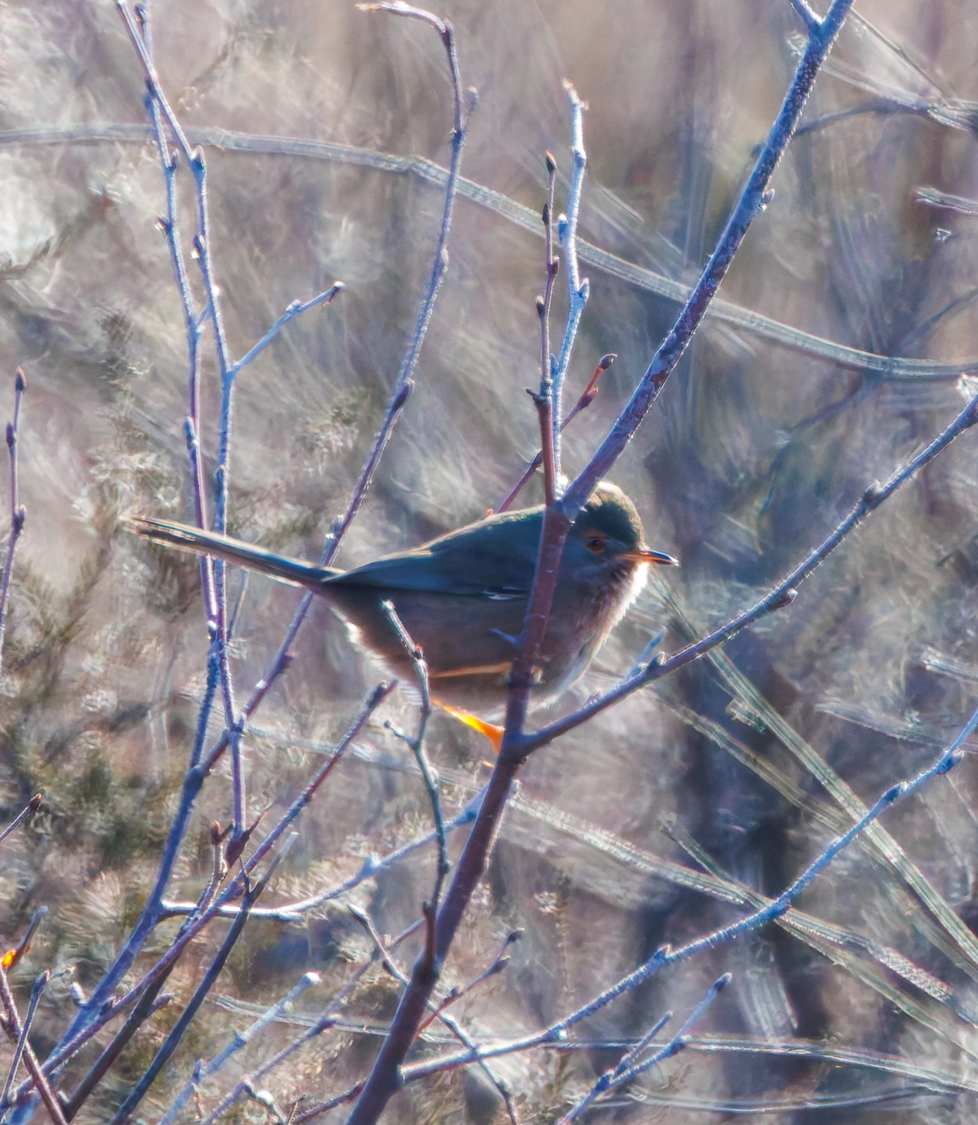 Dartford Warbler, Bolderwood, New Forest, UK — photo by Adam Prugel-Bennett