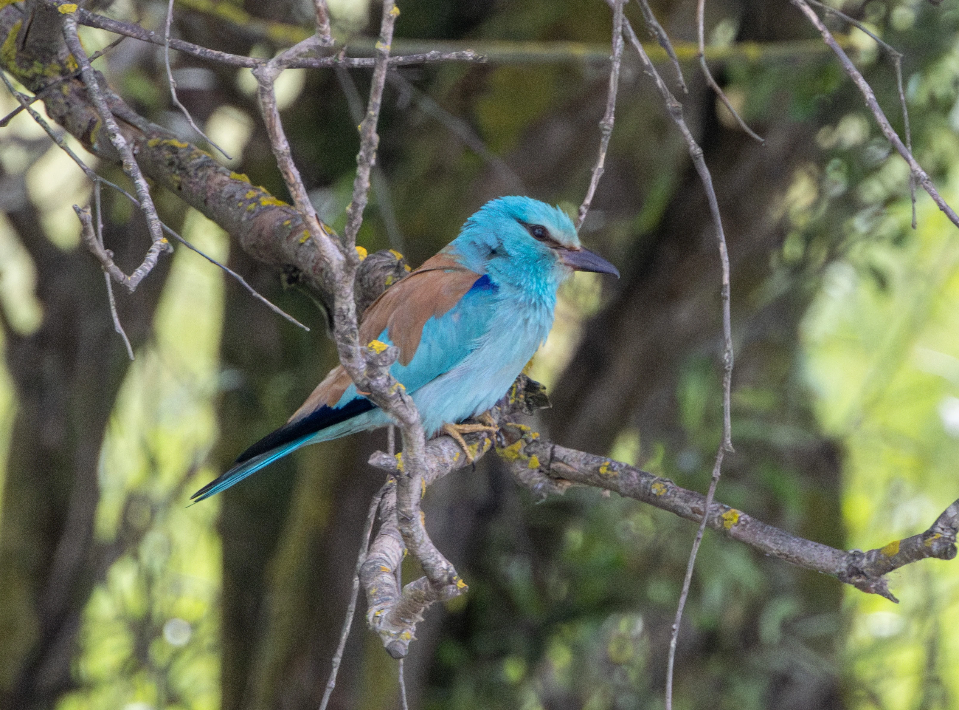 European Roller, Danube Delta, Romania — photo by Adam Prugel-Bennett