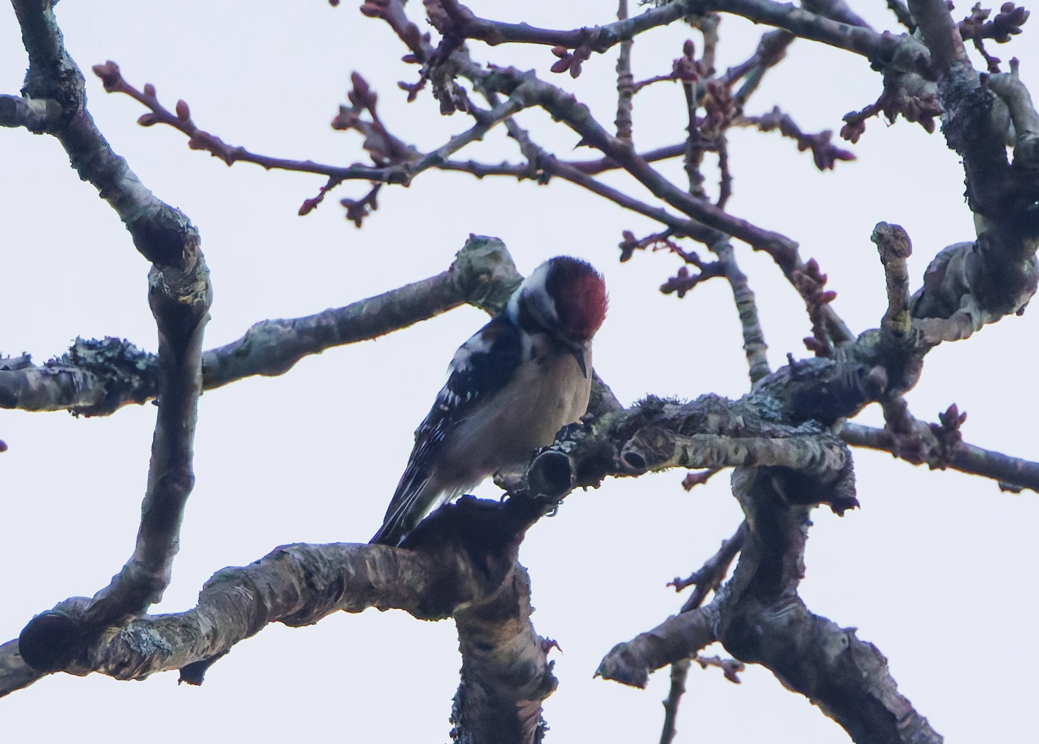 Lesser-spotted Woodpecker, Acres Down, New Forest, UK — photo by Adam Prugel-Bennett