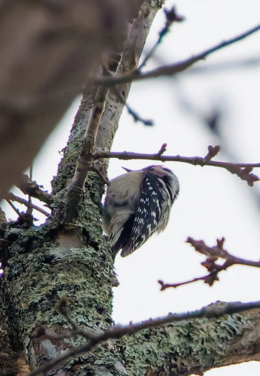 Lesser-spotted Woodpecker, Acres Down, New Forest, UK — photo by Adam Prugel-Bennett