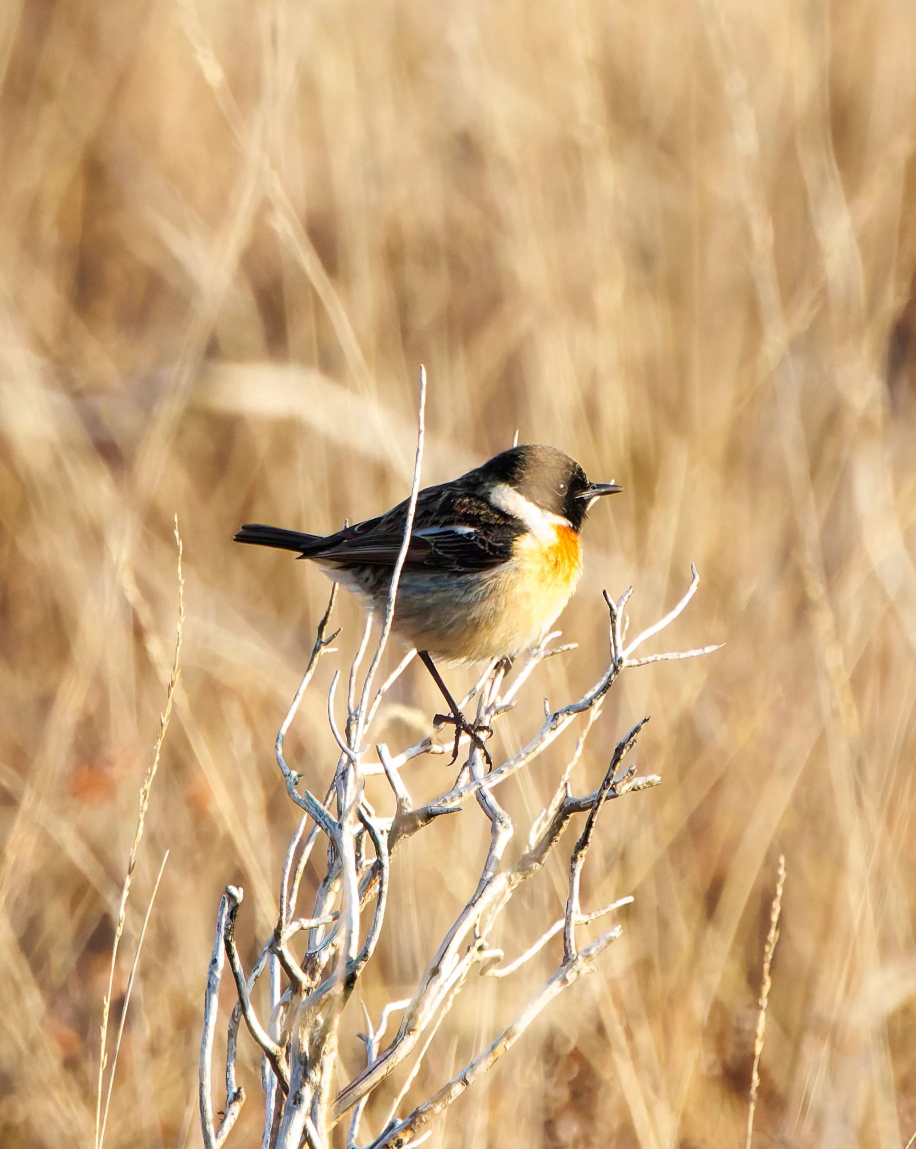 Stonechat, Bolderwood, New Forest, UK — photo by Adam Prugel-Bennett