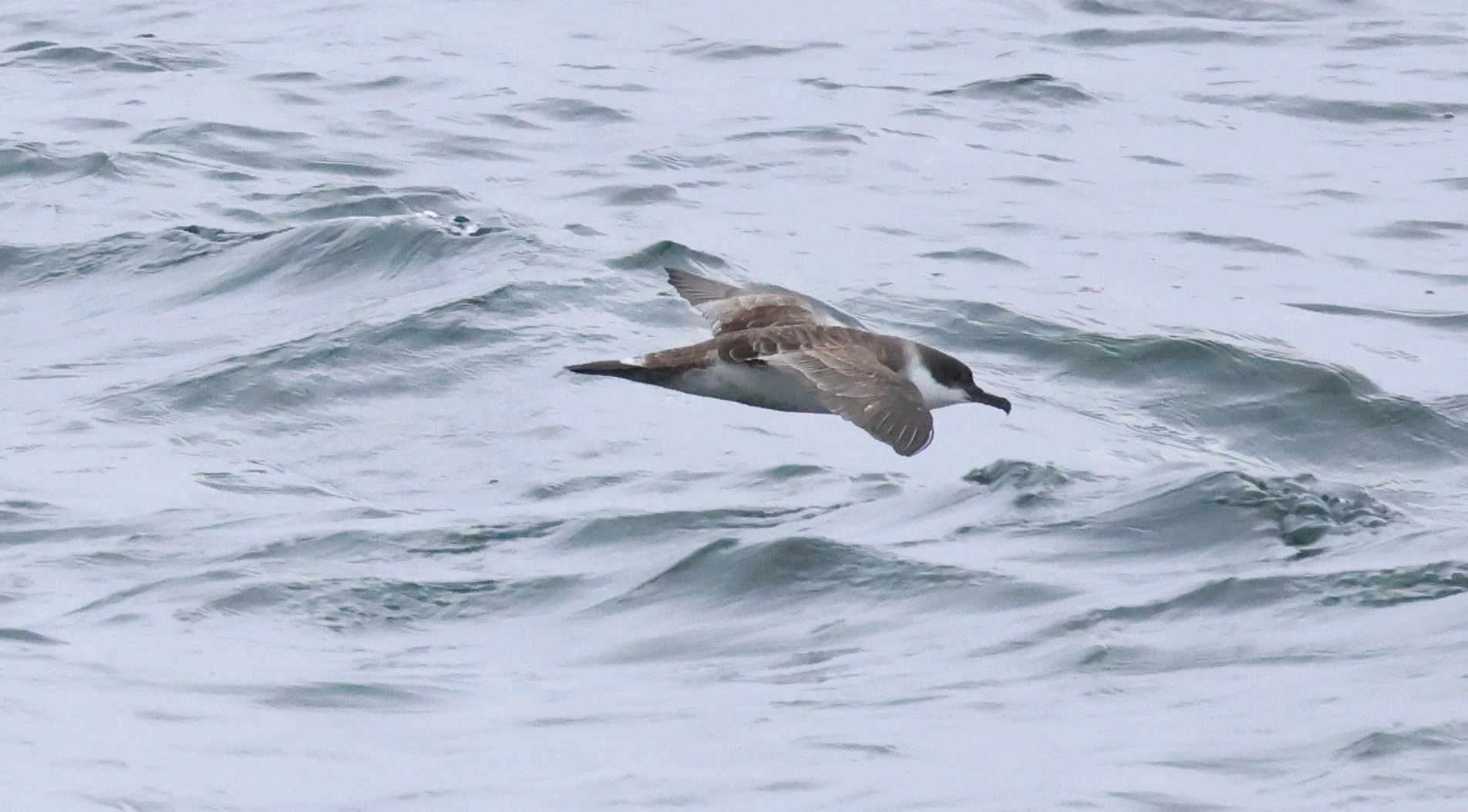 Great shearwater, Falmouth, Cornwal, UK — photo by Adam Prugel-Bennett