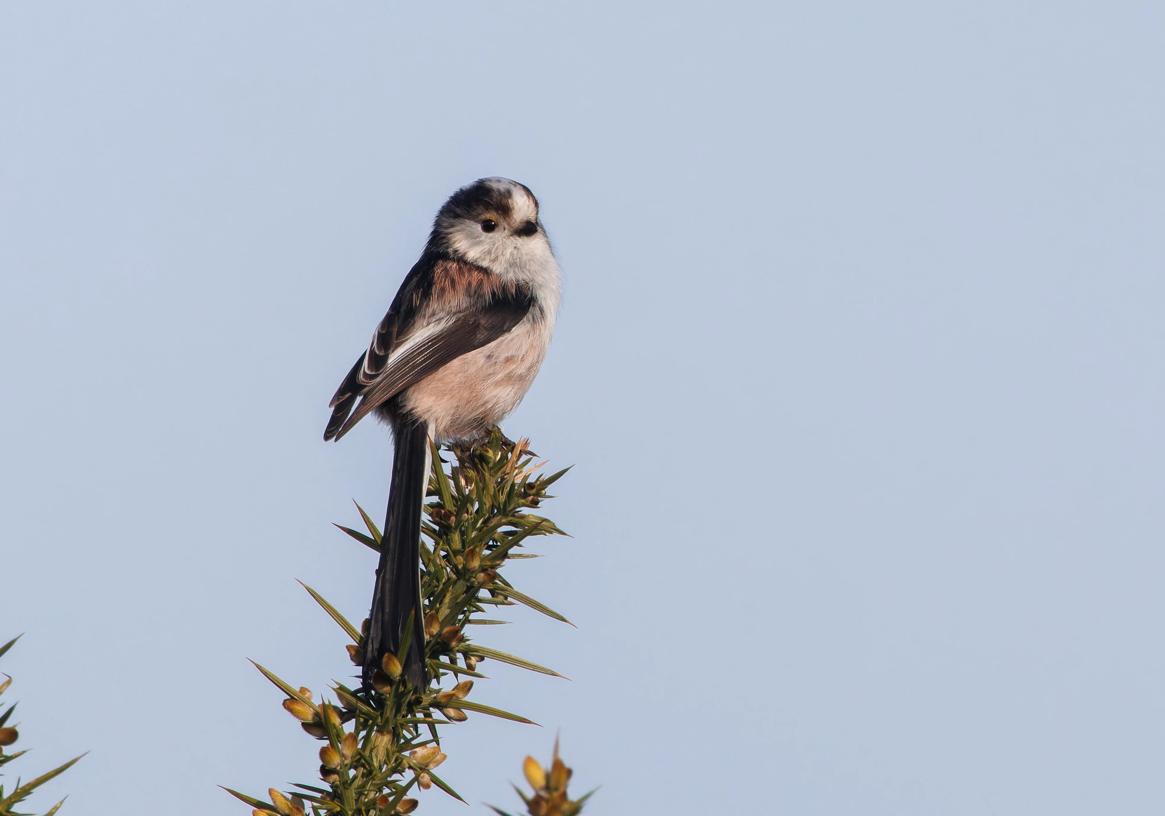 Long-tailed tit, Bolderwood, New Forest, UK — photo by Adam Prugel-Bennett
