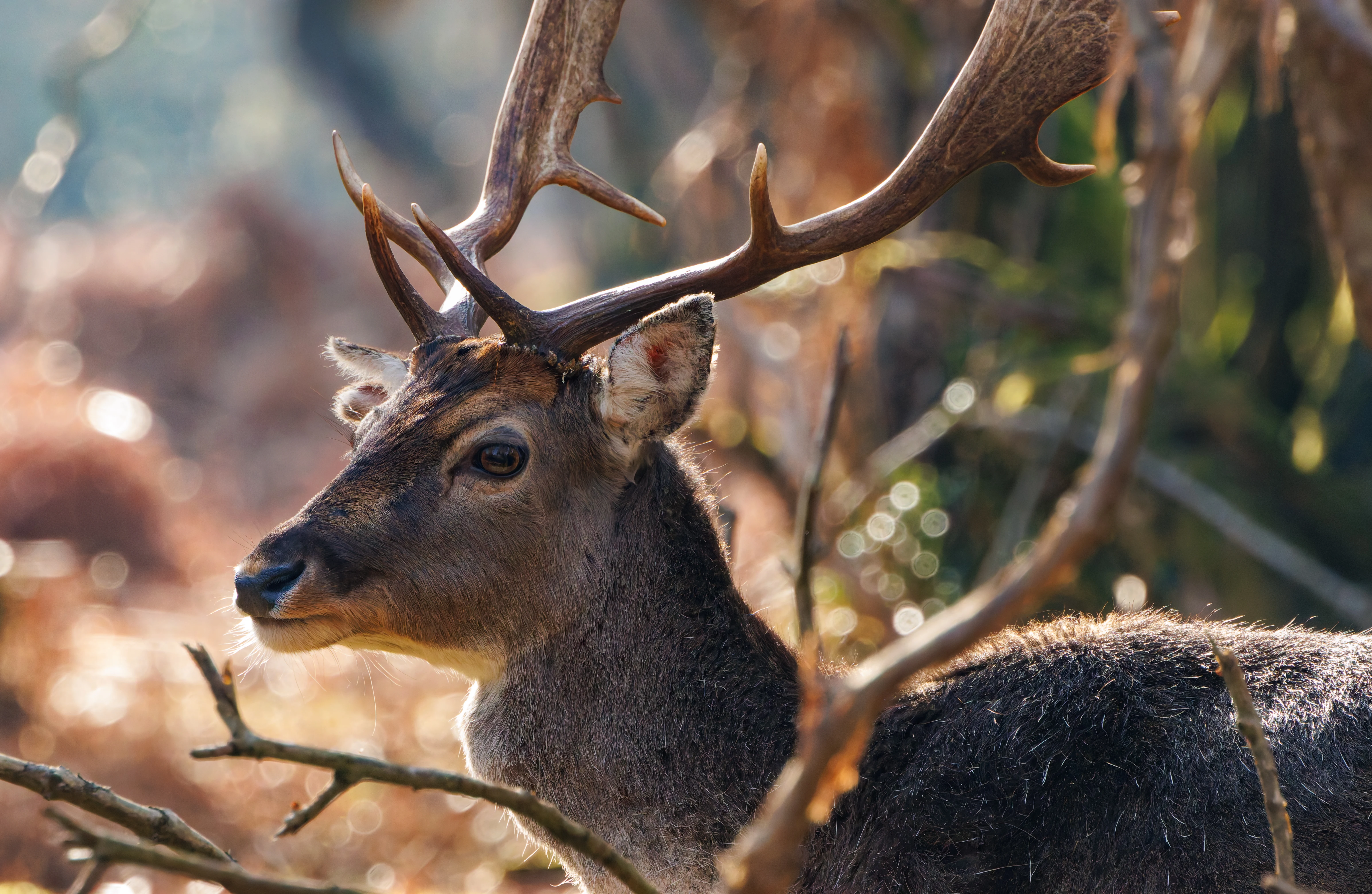 Fallow Deer, Bolderwood, New Forest, UK — photo by Adam Prugel-Bennett