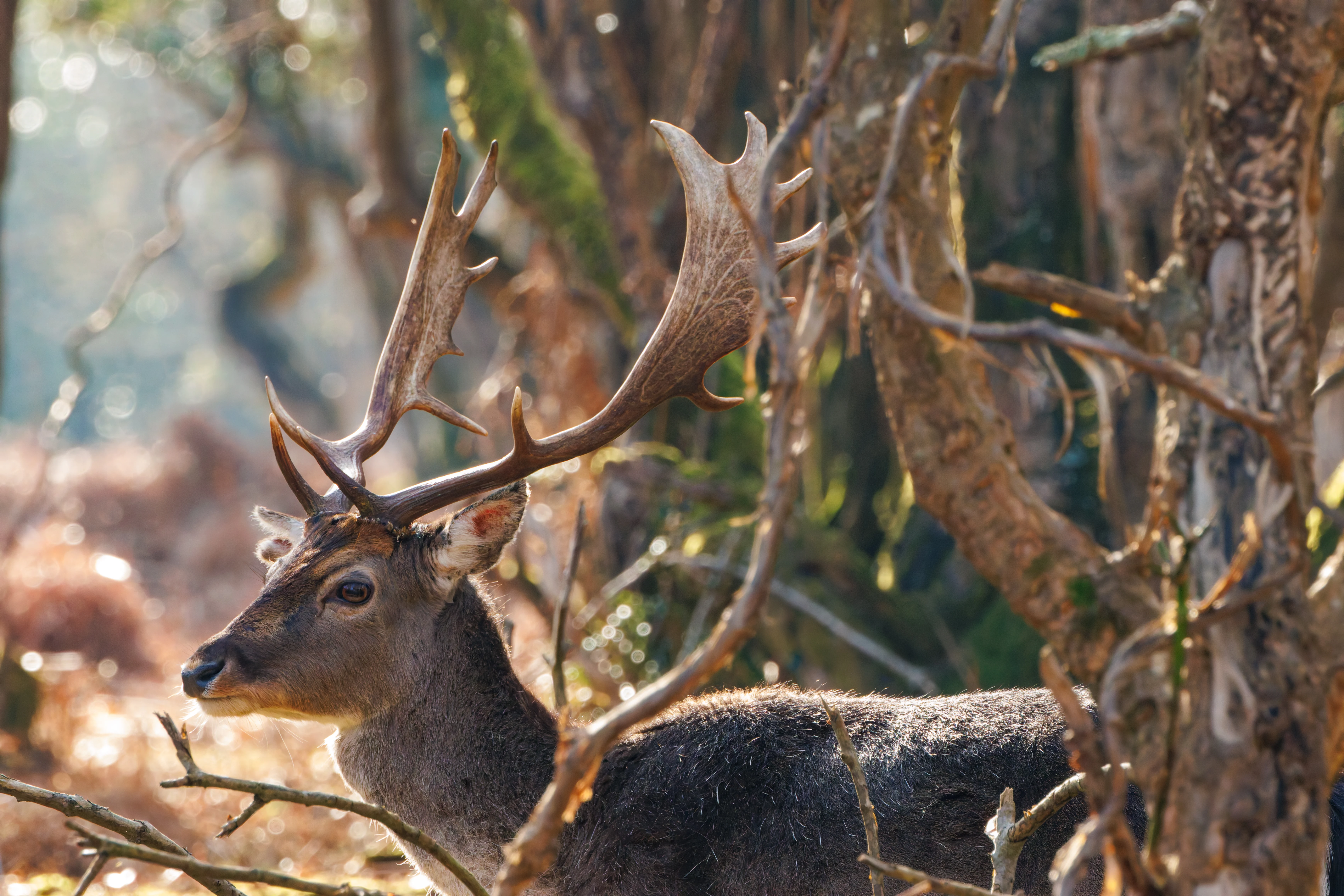 Fallow Deer, Bolderwood, New Forest, UK — photo by Adam Prugel-Bennett