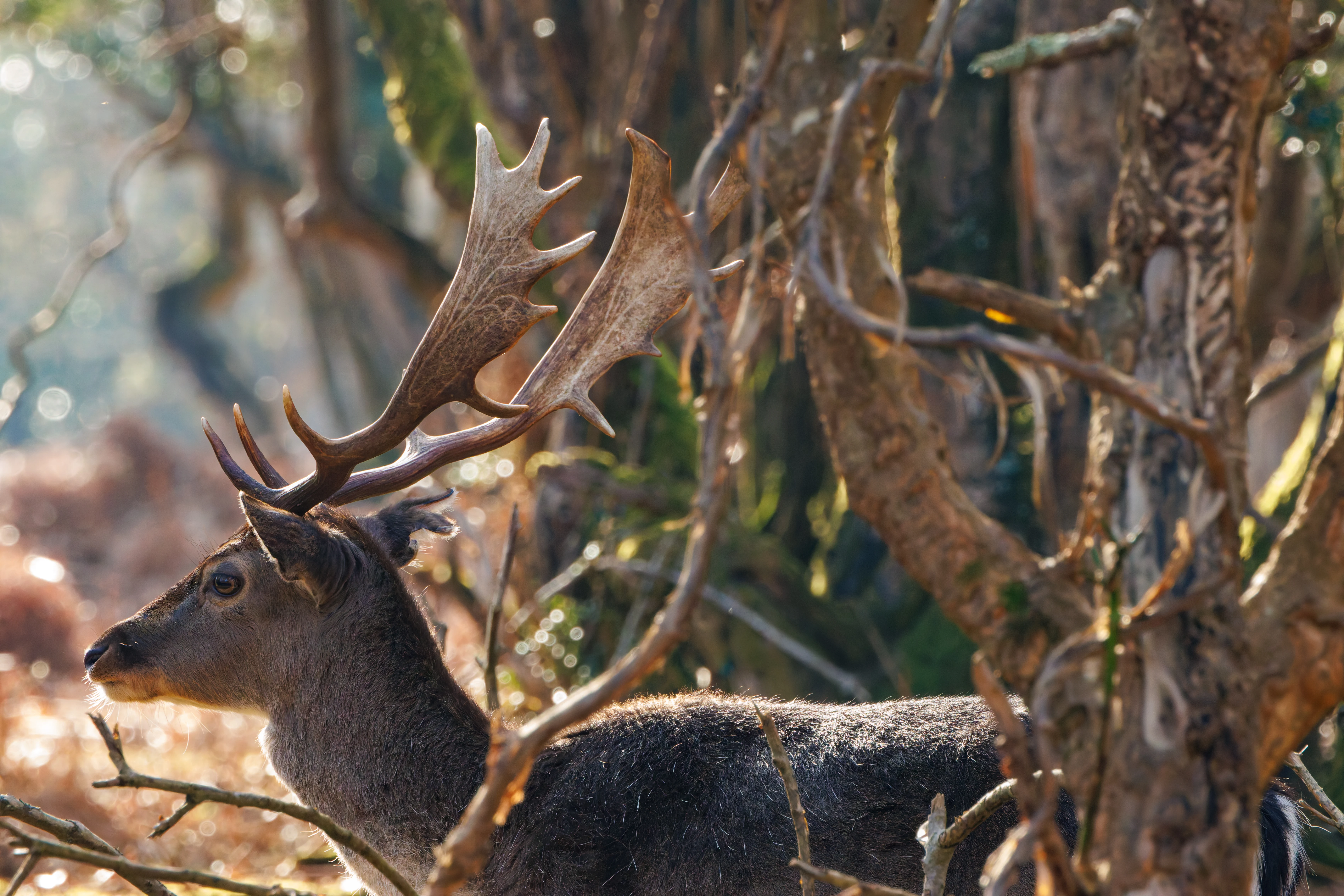 Fallow Deer, Bolderwood, New Forest, UK — photo by Adam Prugel-Bennett