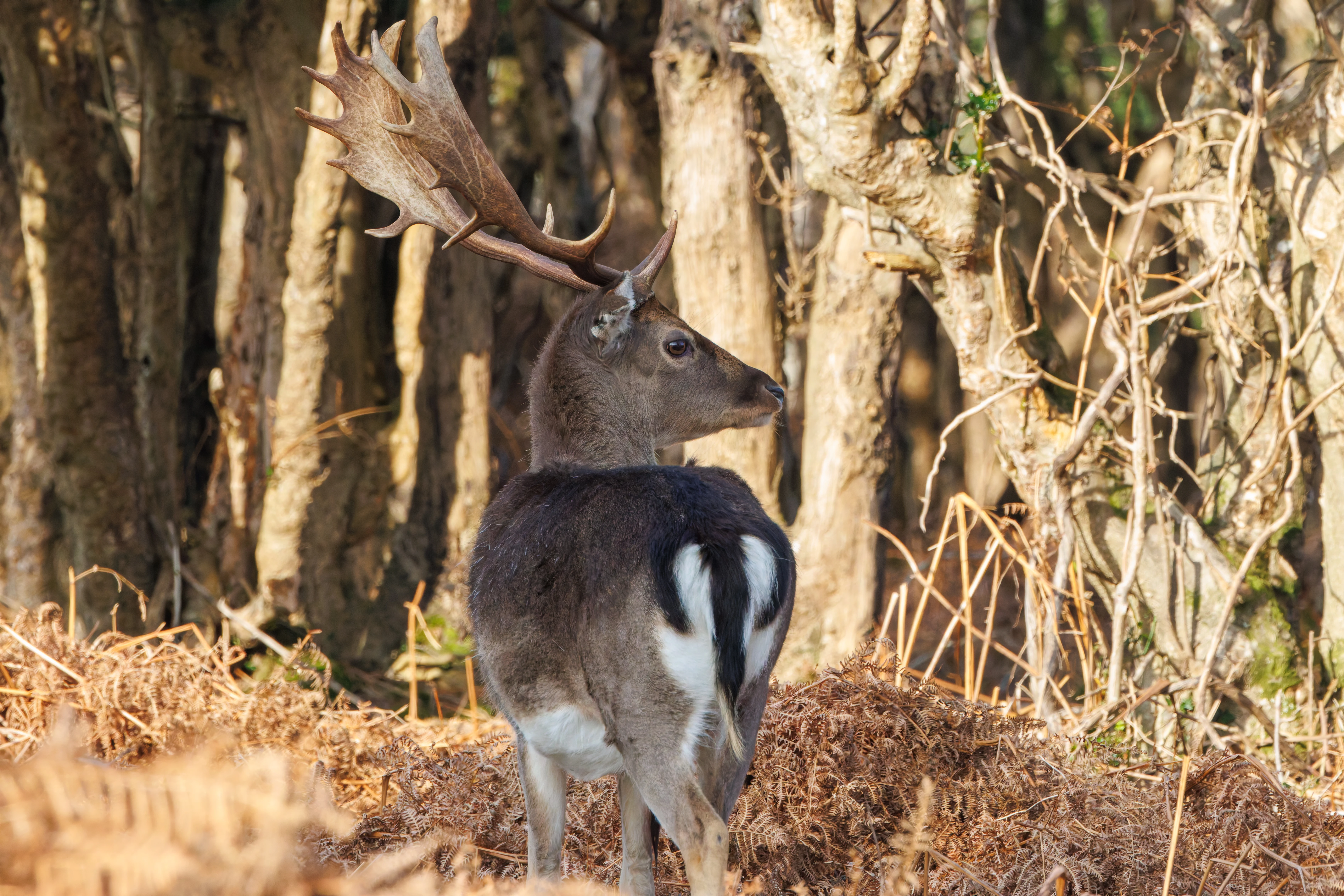 Fallow Deer, Bolderwood, New Forest, UK — photo by Adam Prugel-Bennett