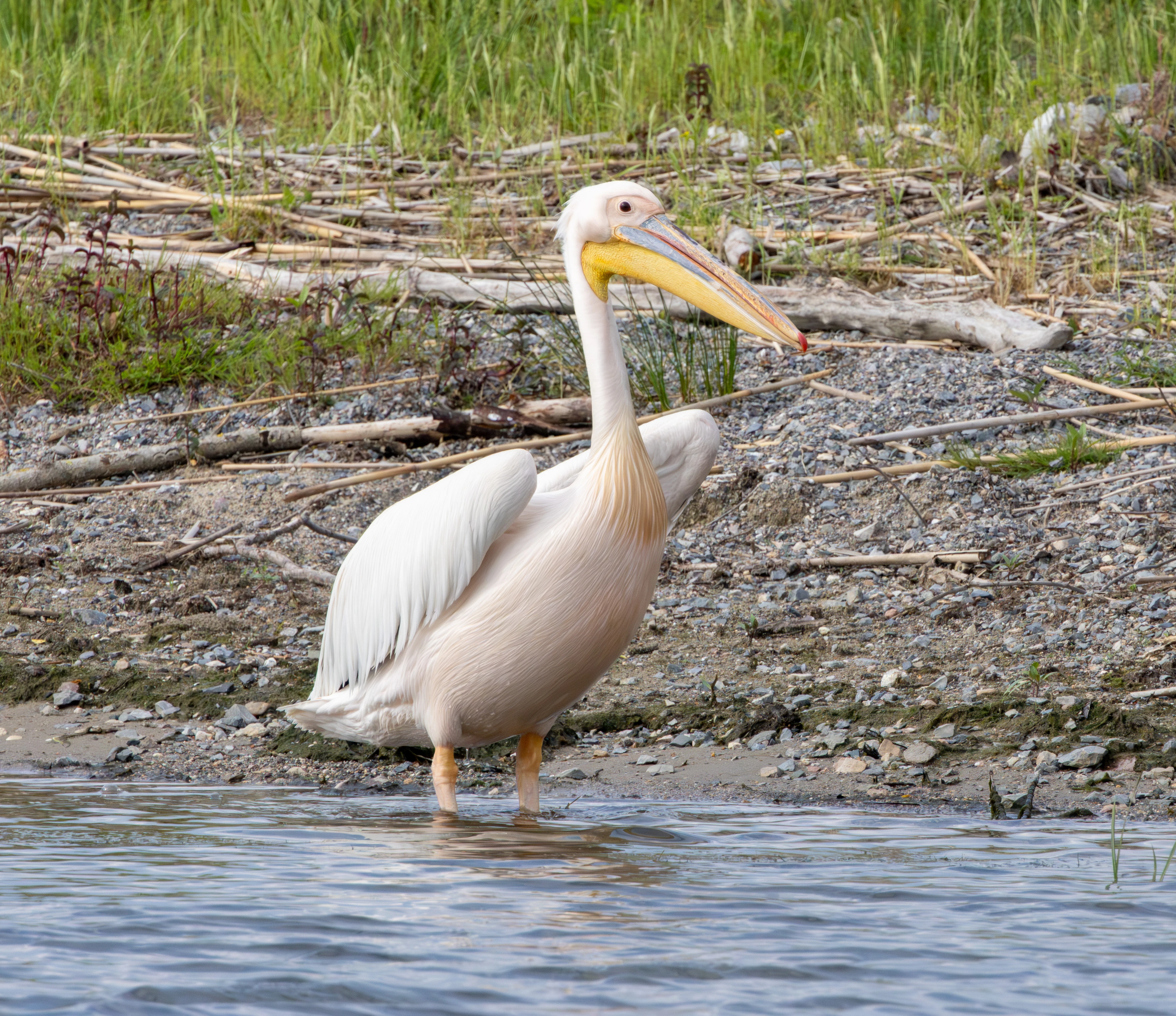 Great White Pelican, Danube Delta, Romania — photo by Adam Prugel-Bennett