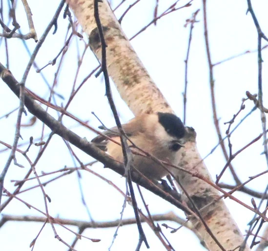 Marsh tit, Acres Down, Minstead, New Forest, UK — photo by Adam Prugel-Bennett