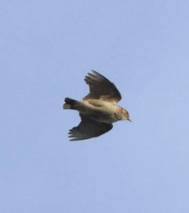 Woodlark, Acres Down, Minstead, New Forest, UK — photo by Adam Prugel-Bennett