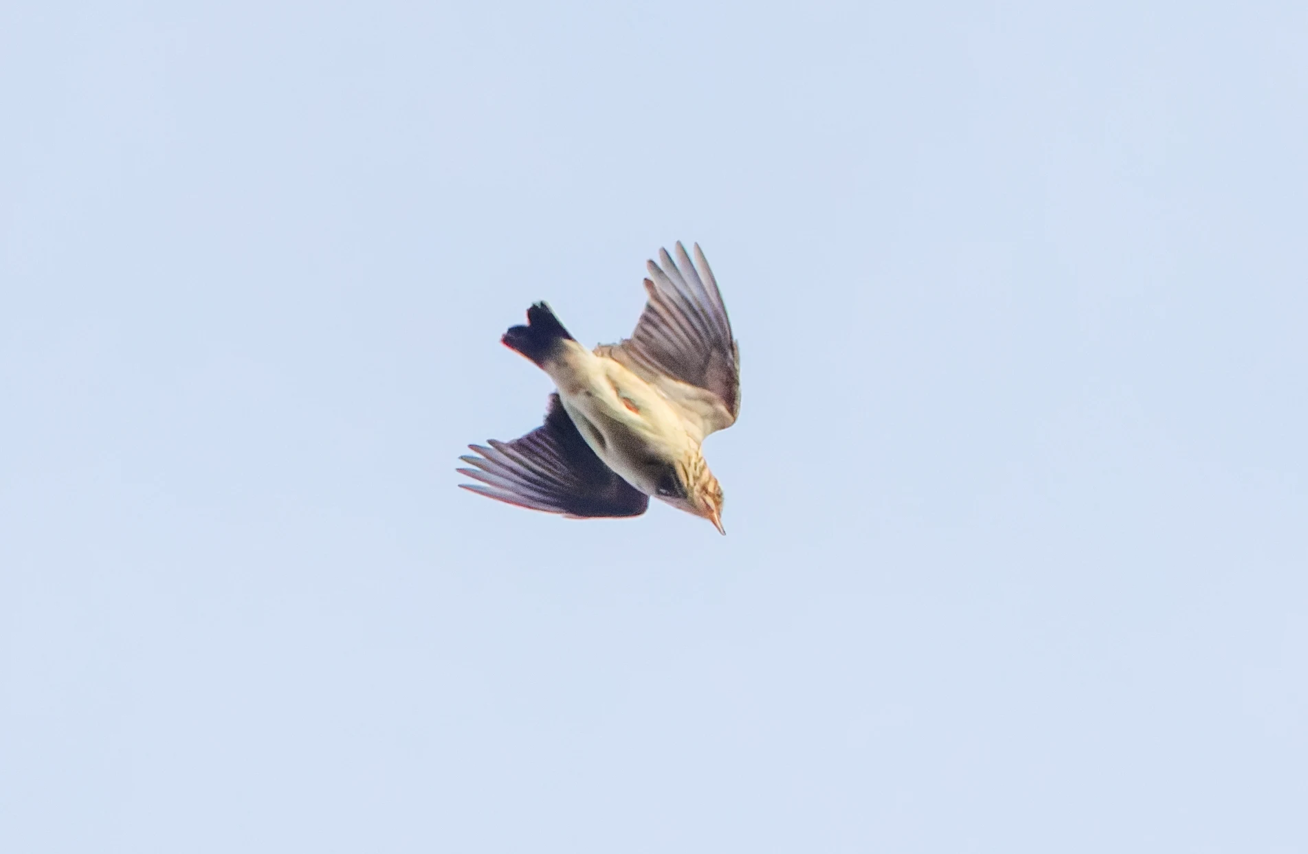 Woodlark, Acres Down, New Forest, UK — photo by Adam Prugel-Bennett