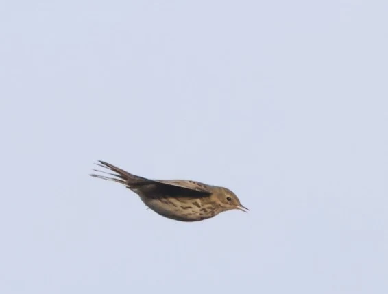 Meadow Pipit parashute flight, Acres Down, Minstead, New Forest, UK — photo by Adam Prugel-Bennett