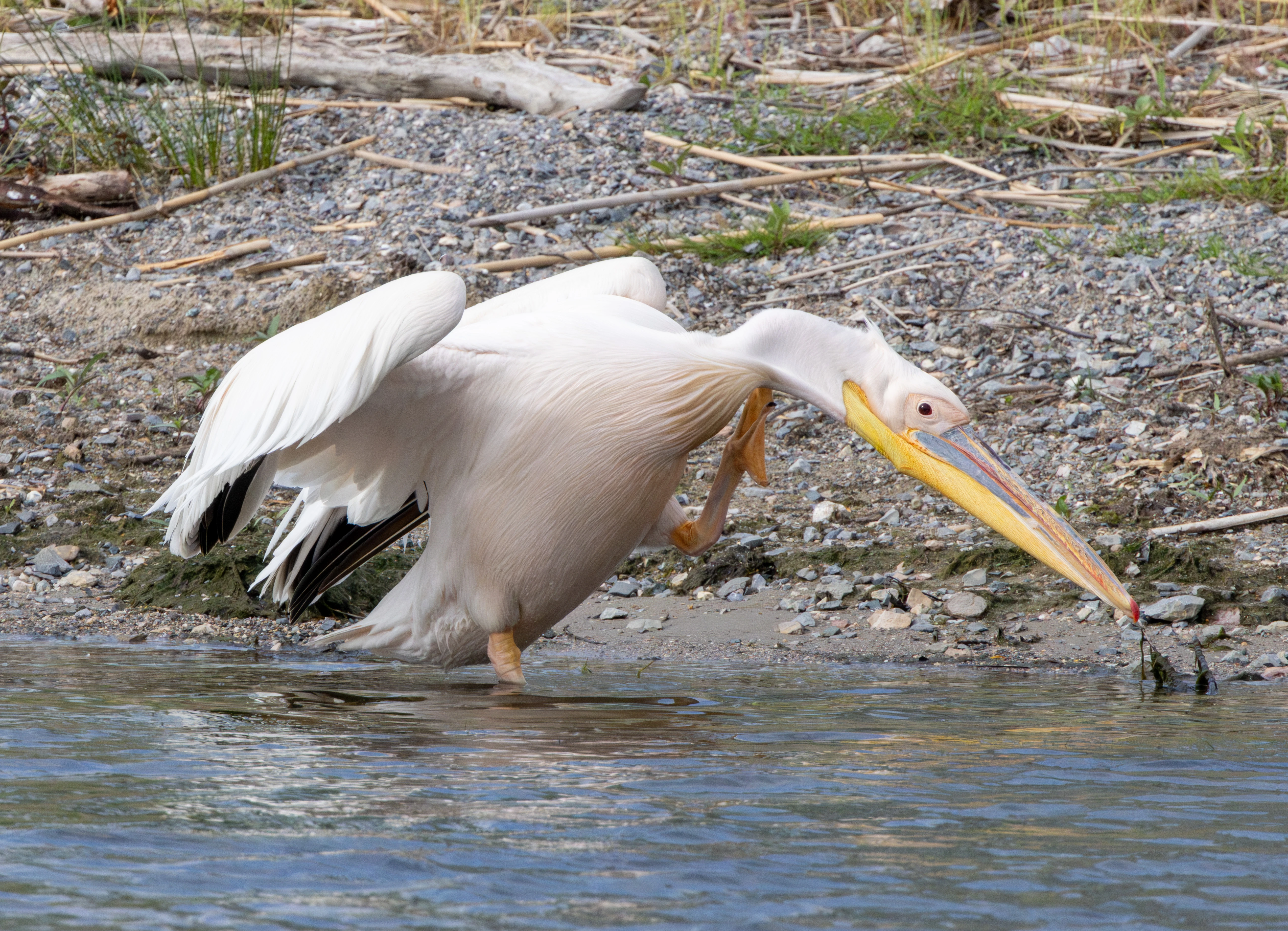 Great White Pelican, Danube Delta, Romania — photo by Adam Prugel-Bennett