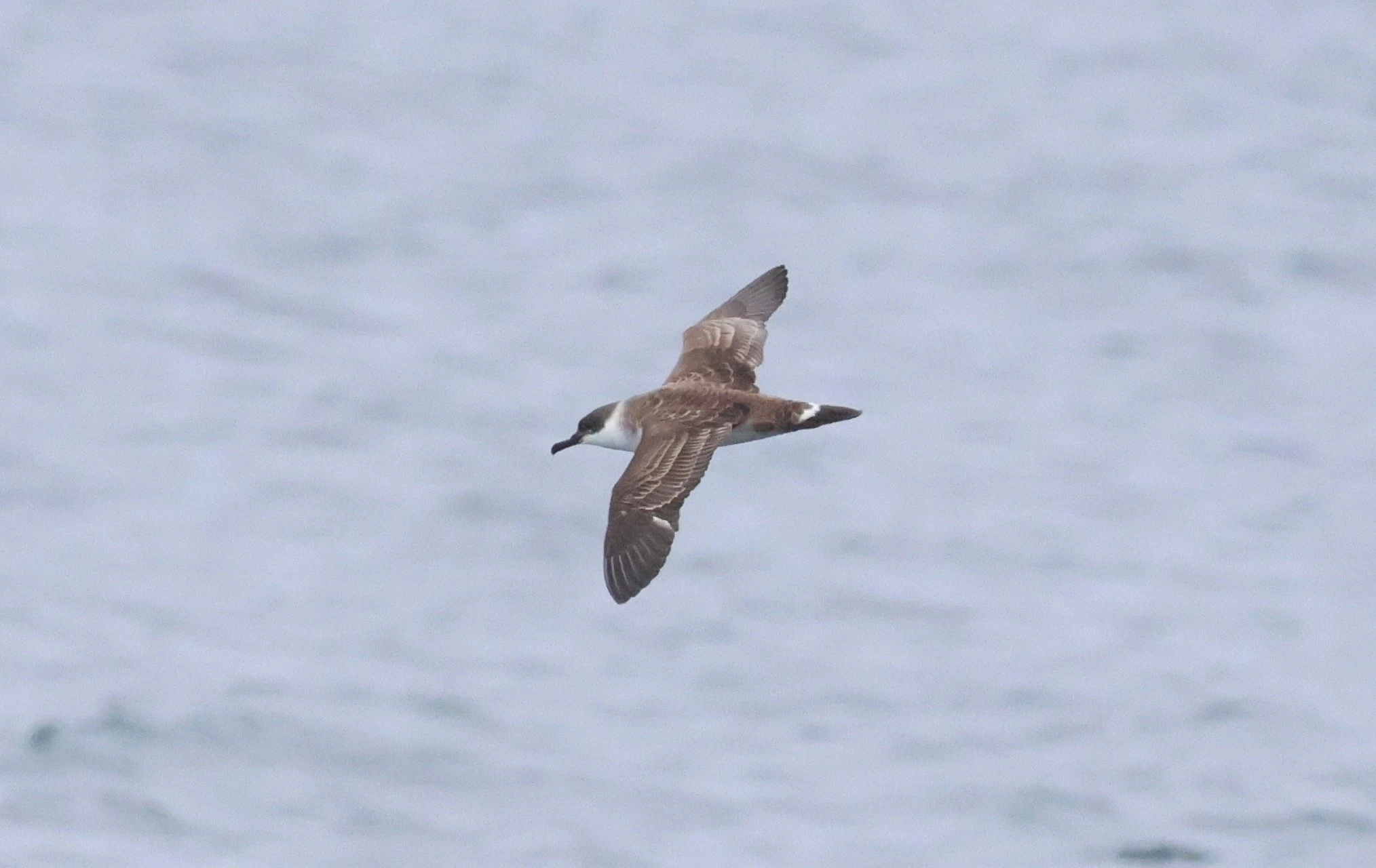 Great shearwater, Falmouth, Cornwal, UK — photo by Adam Prugel-Bennett