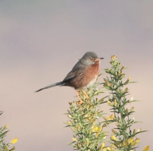 Dartford Warbler, Acres Down, Minstead, New Forest, UK — photo by Adam Prugel-Bennett