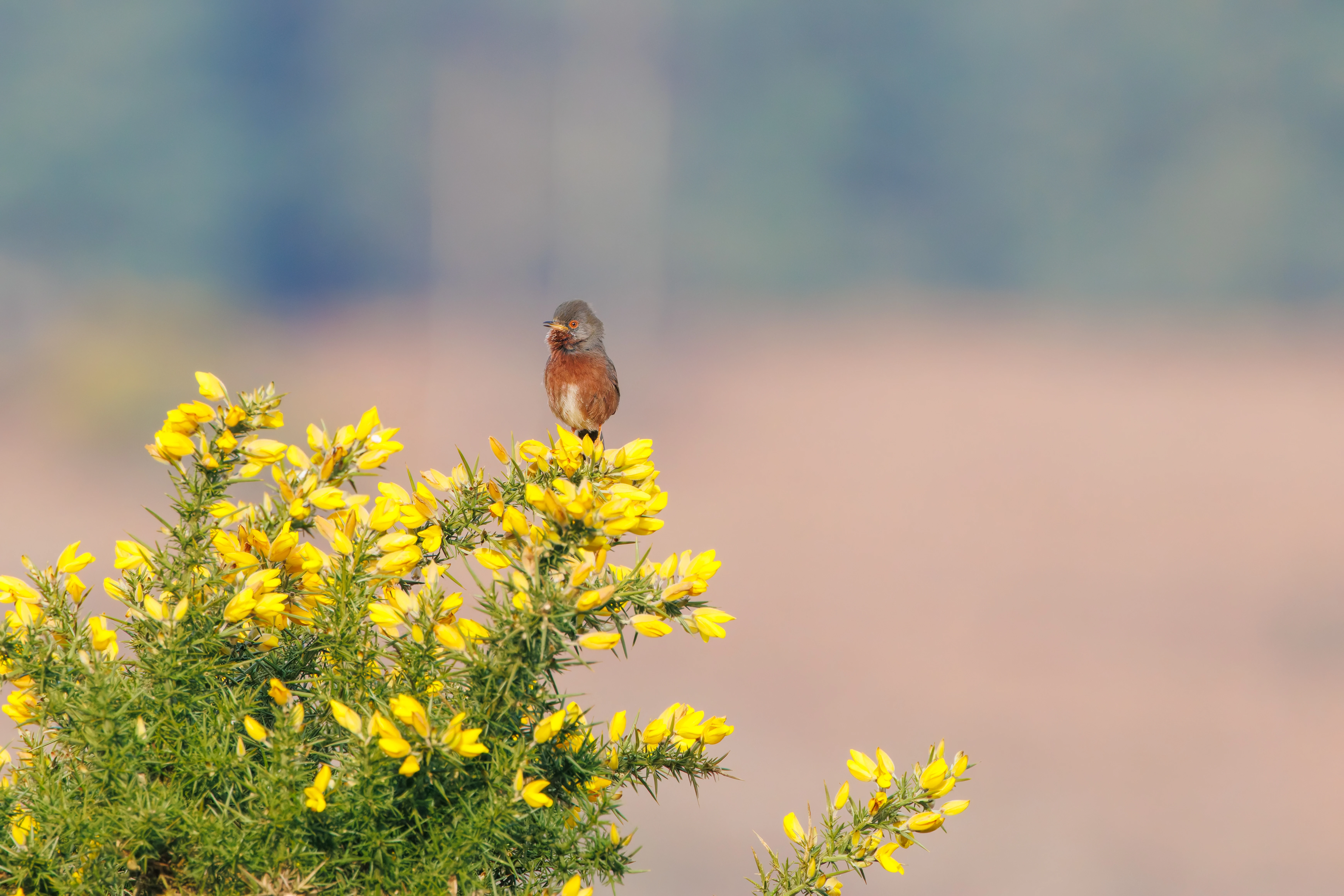 Dartford Warbler, Acres Down, New Forest, UK — photo by Adam Prugel-Bennett