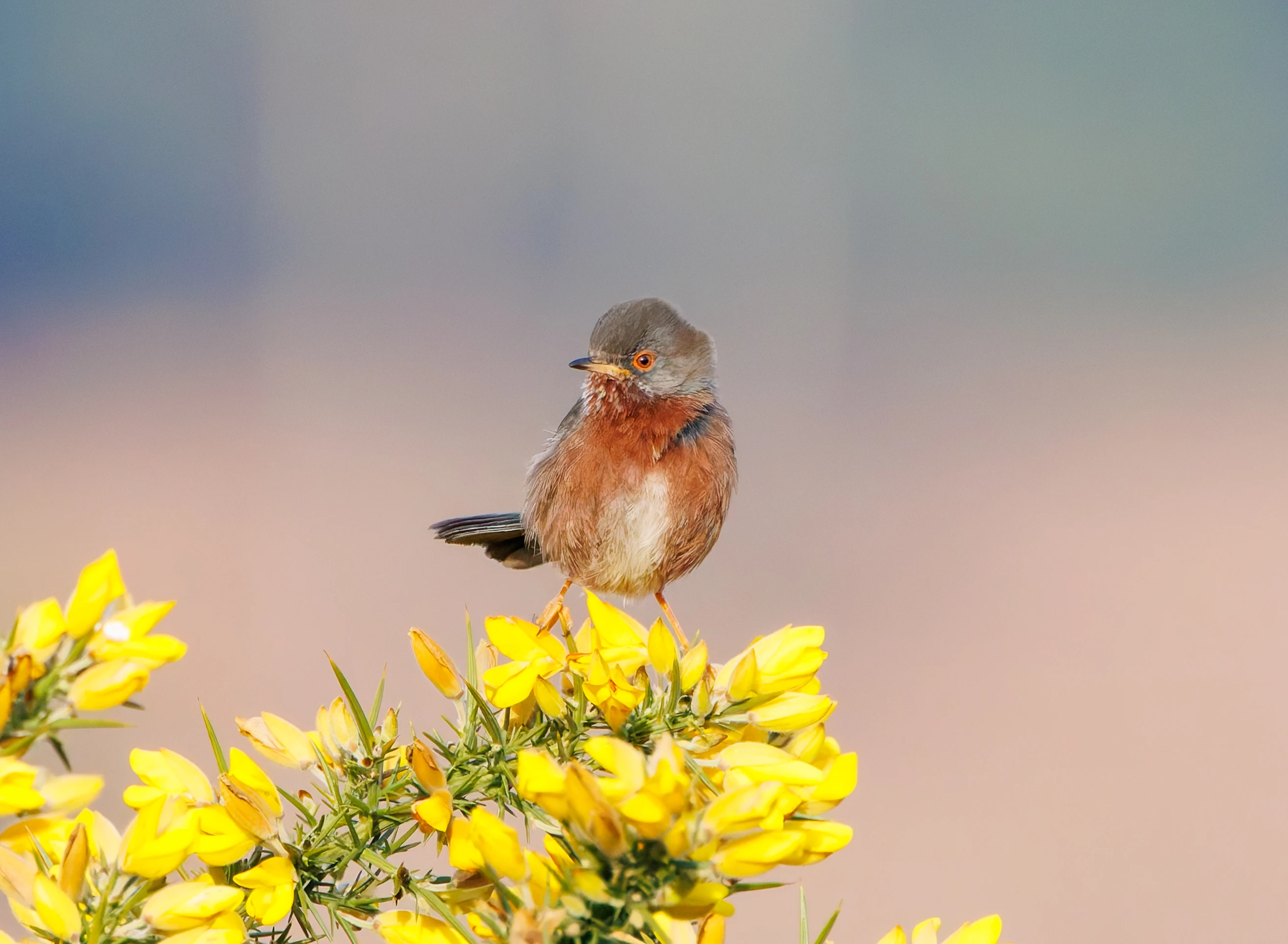 Dartford Warbler, Acres Down, New Forest, UK — photo by Adam Prugel-Bennett
