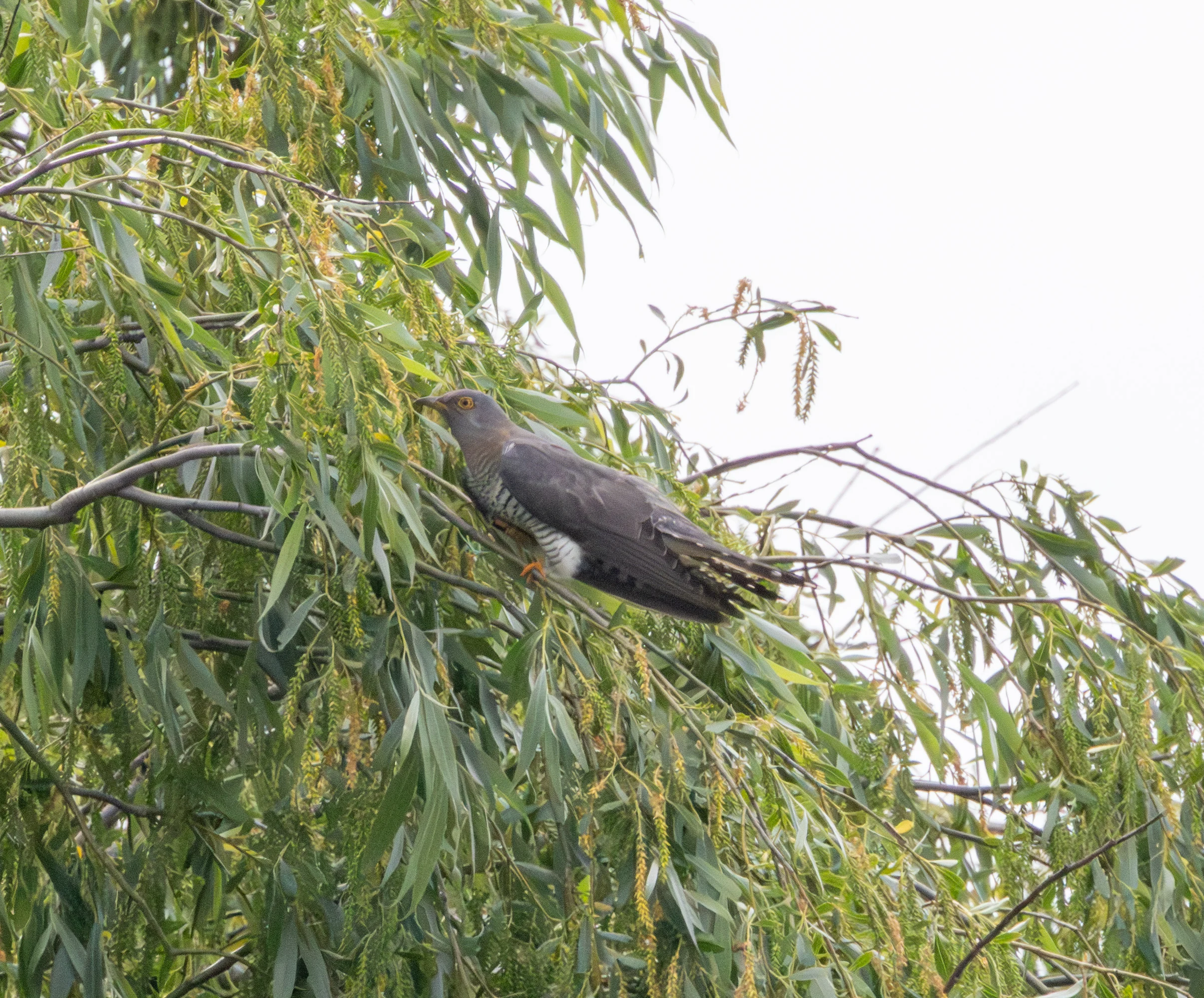 Common Cuckoo, Danube Delta, Romania — photo by Adam Prugel-Bennett
