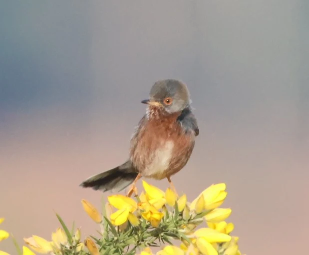 Dartford Warbler, Acres Down, Minstead, New Forest, UK — photo by Adam Prugel-Bennett