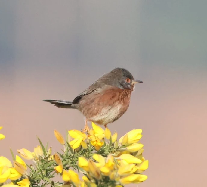 Dartford Warbler, Acres Down, Minstead, New Forest, UK — photo by Adam Prugel-Bennett