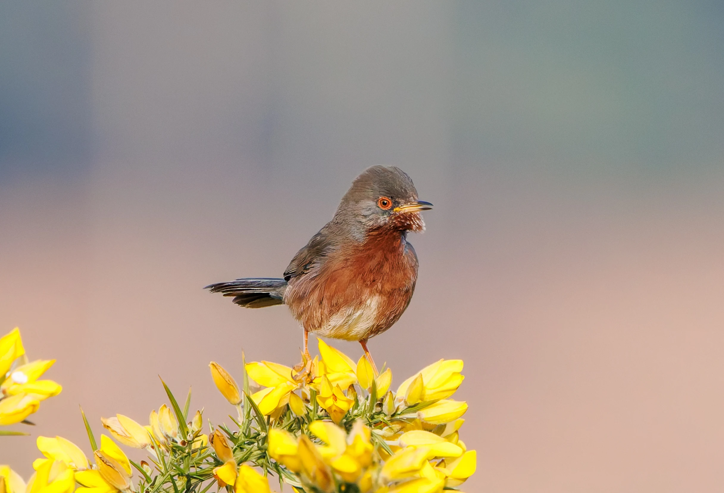 Dartford Warbler, Acres Down, New Forest, UK — photo by Adam Prugel-Bennett