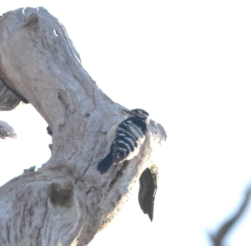Lesser-spotted Woodpecker, Acres Down, Minstead, New Forest, UK — photo by Adam Prugel-Bennett