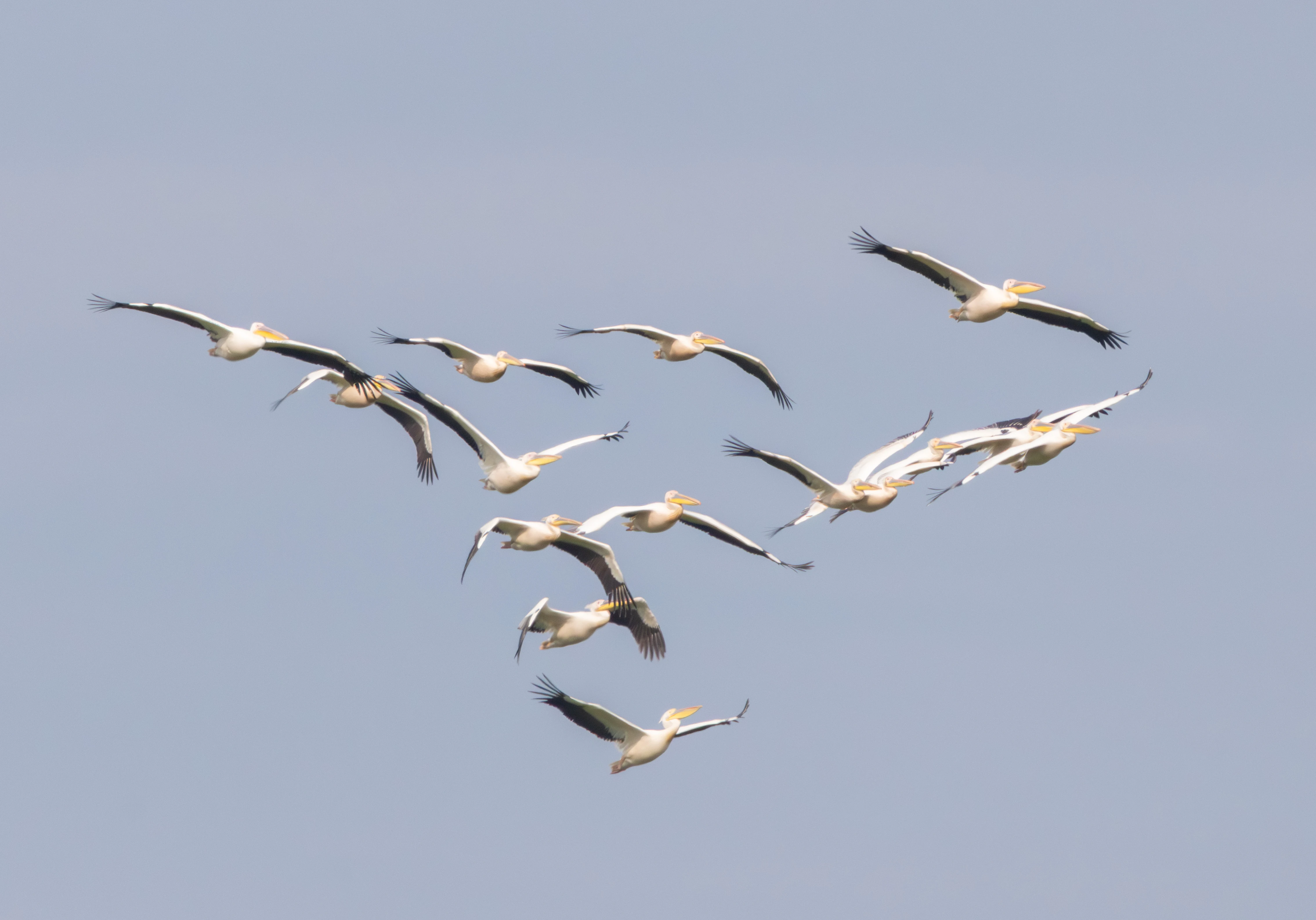 Great White Pelicans in flight, Danube Delta, Romania — photo by Adam Prugel-Bennett