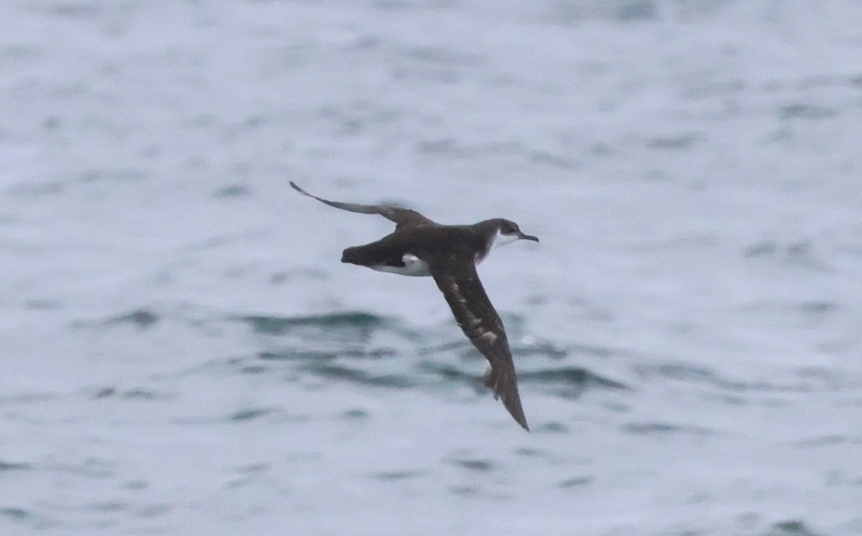 Manx shearwater, Falmouth, Cornwal, UK — photo by Adam Prugel-Bennett