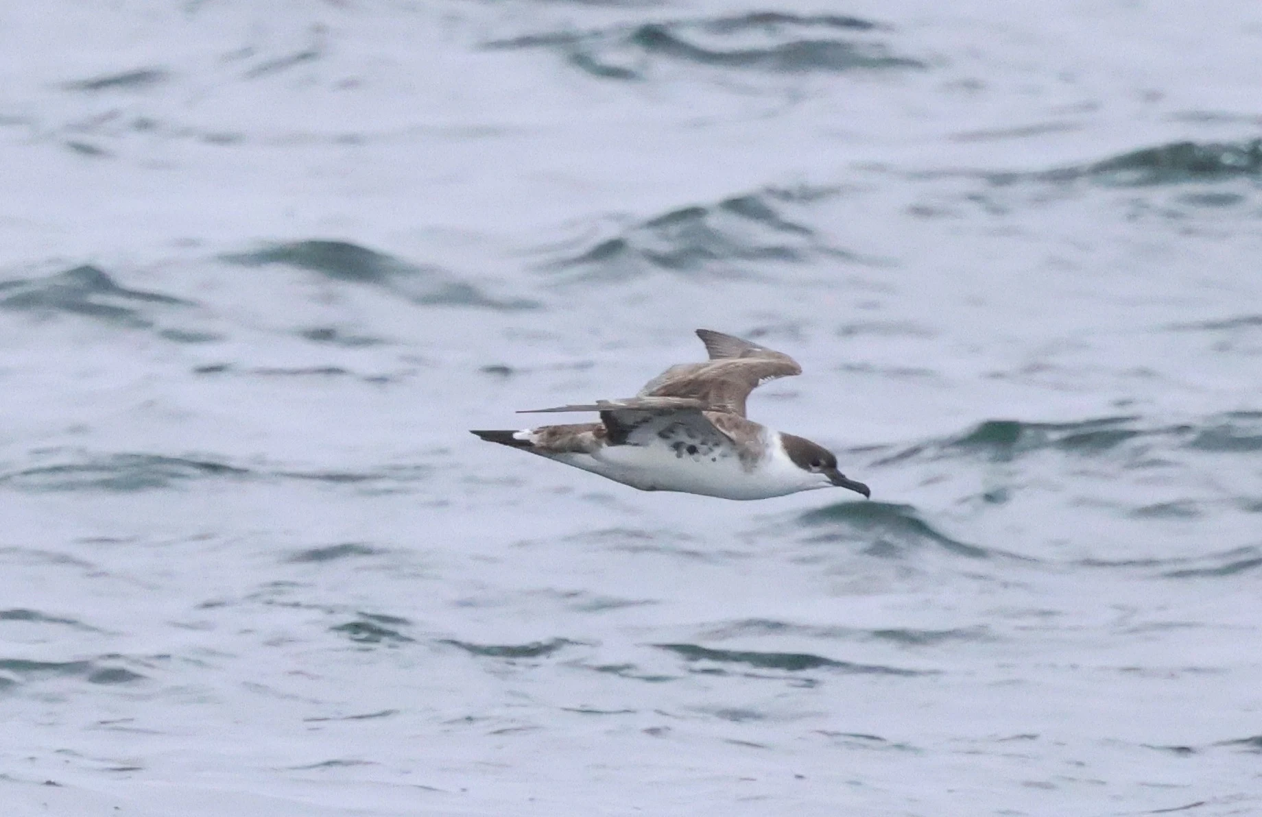 Great shearwater, Falmouth, Cornwal, UK — photo by Adam Prugel-Bennett