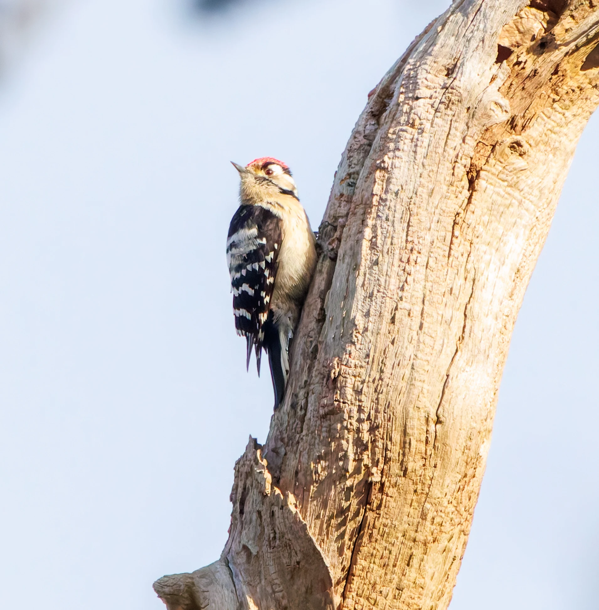 Lesser-spotted Woodpecker, Acres Down, New Forest, UK — photo by Adam Prugel-Bennett