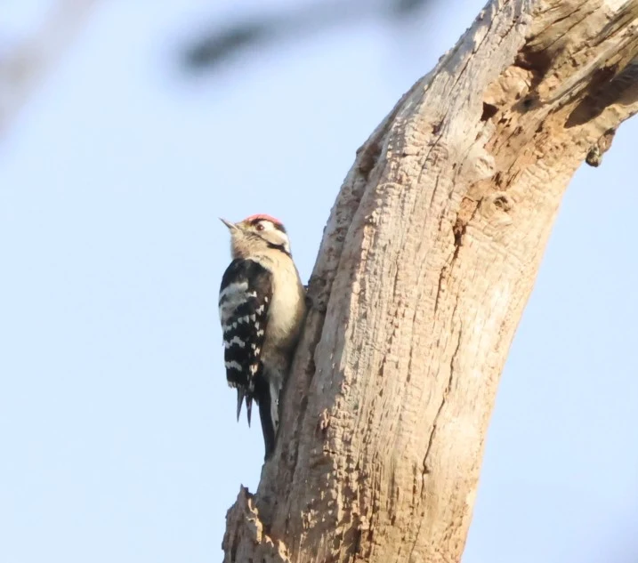 Lesser-spotted Woodpecker, Acres Down, Minstead, New Forest, UK — photo by Adam Prugel-Bennett