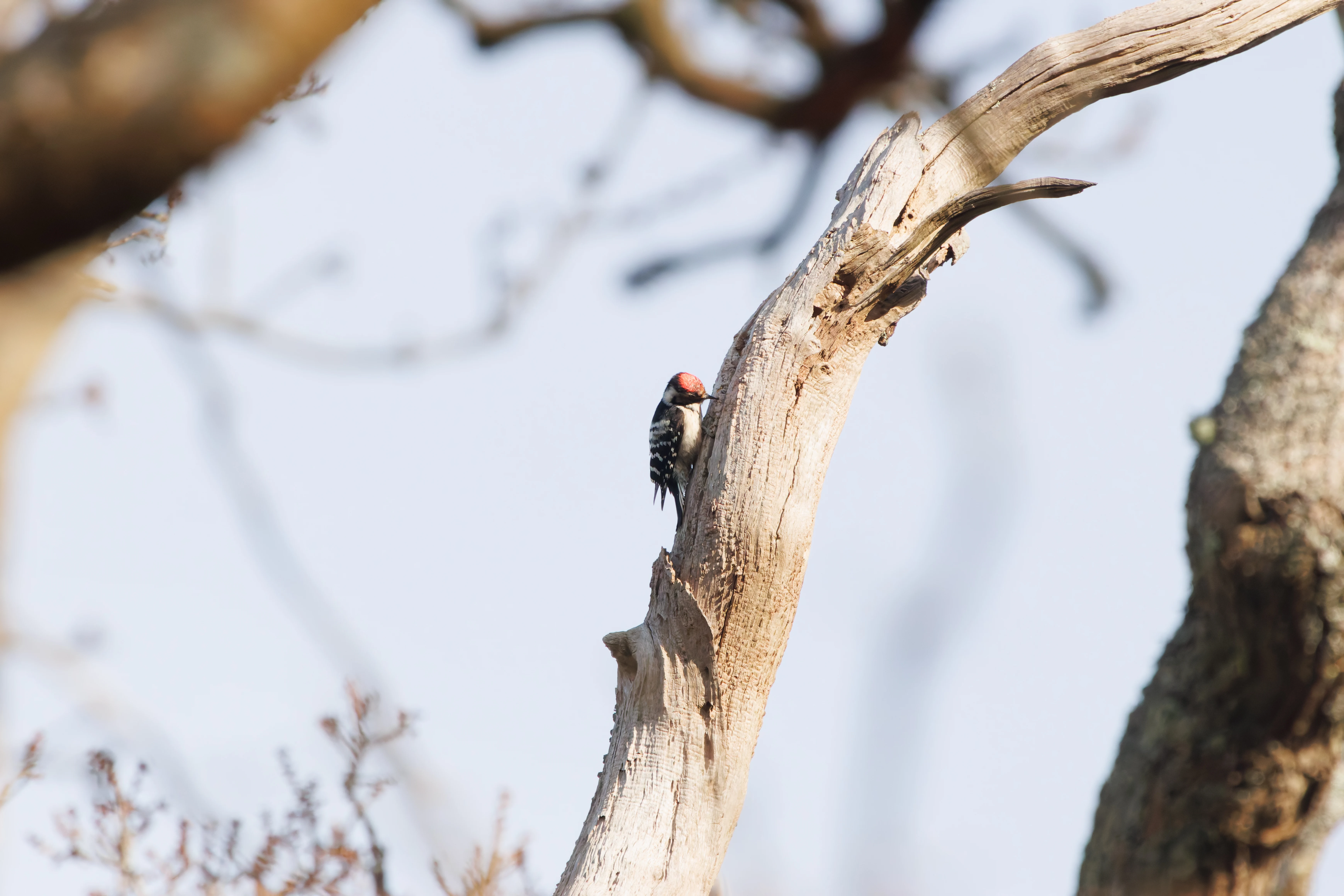 Lesser-spotted Woodpecker, Acres Down, New Forest, UK — photo by Adam Prugel-Bennett