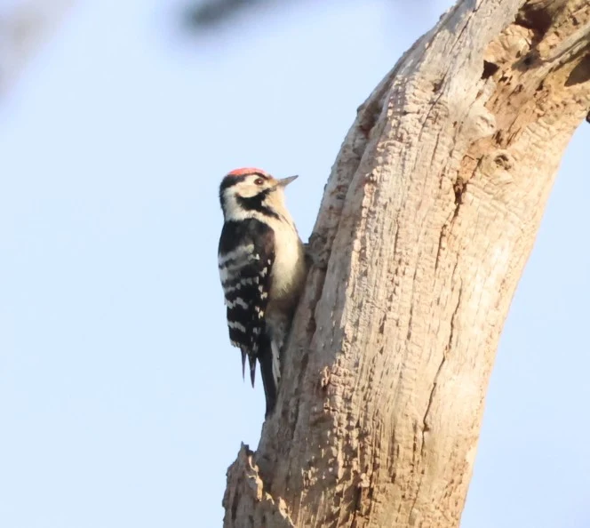 Lesser-spotted Woodpecker, Acres Down, Minstead, New Forest, UK — photo by Adam Prugel-Bennett