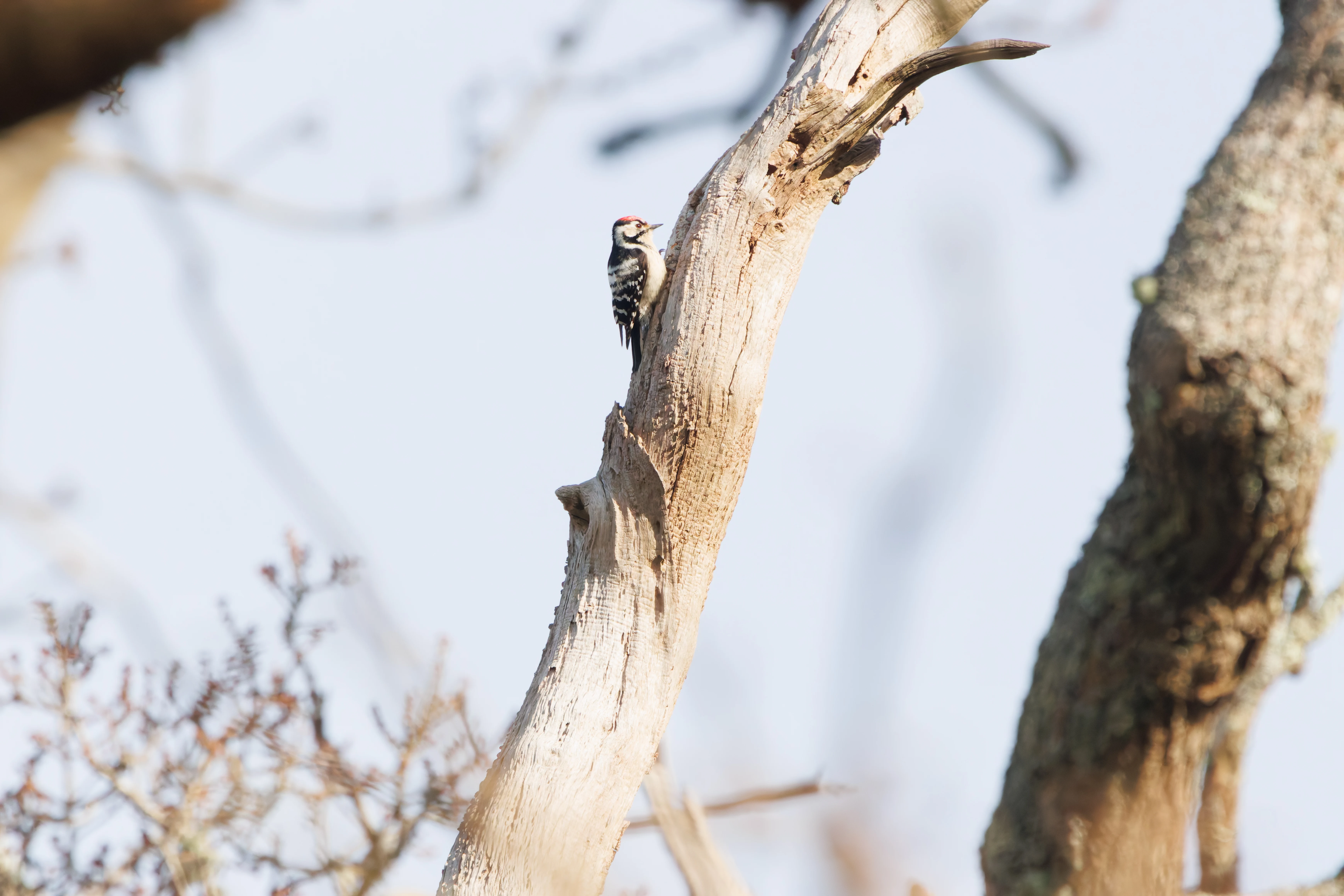 Lesser-spotted Woodpecker, Acres Down, New Forest, UK — photo by Adam Prugel-Bennett