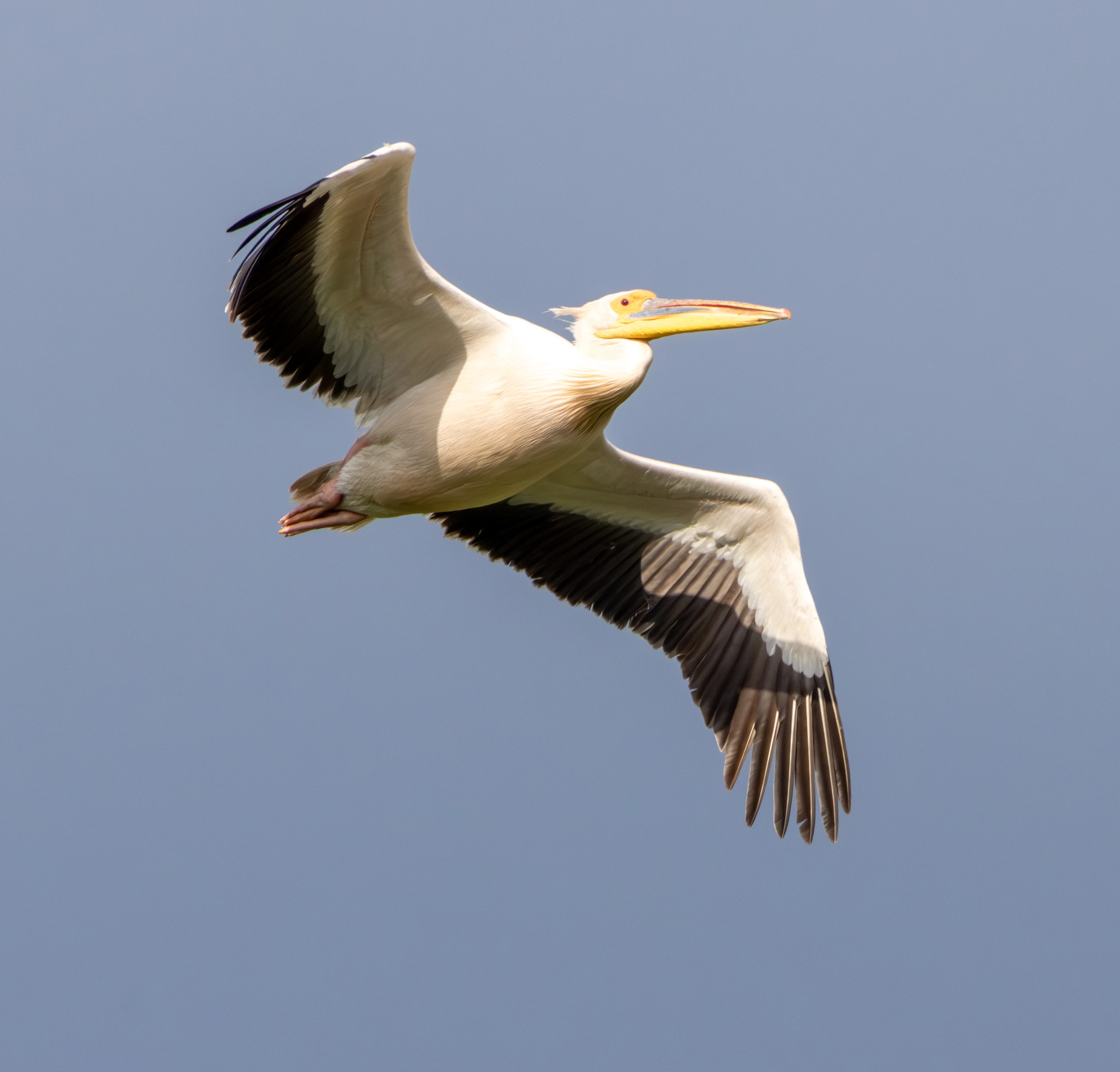 Great White Pelican in flight, Danube Delta, Romania — photo by Adam Prugel-Bennett