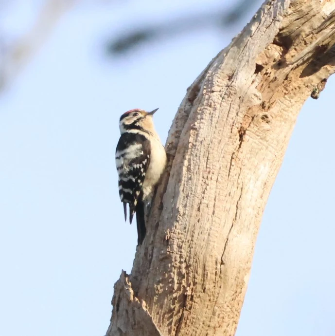 Lesser-spotted Woodpecker, Acres Down, Minstead, New Forest, UK — photo by Adam Prugel-Bennett