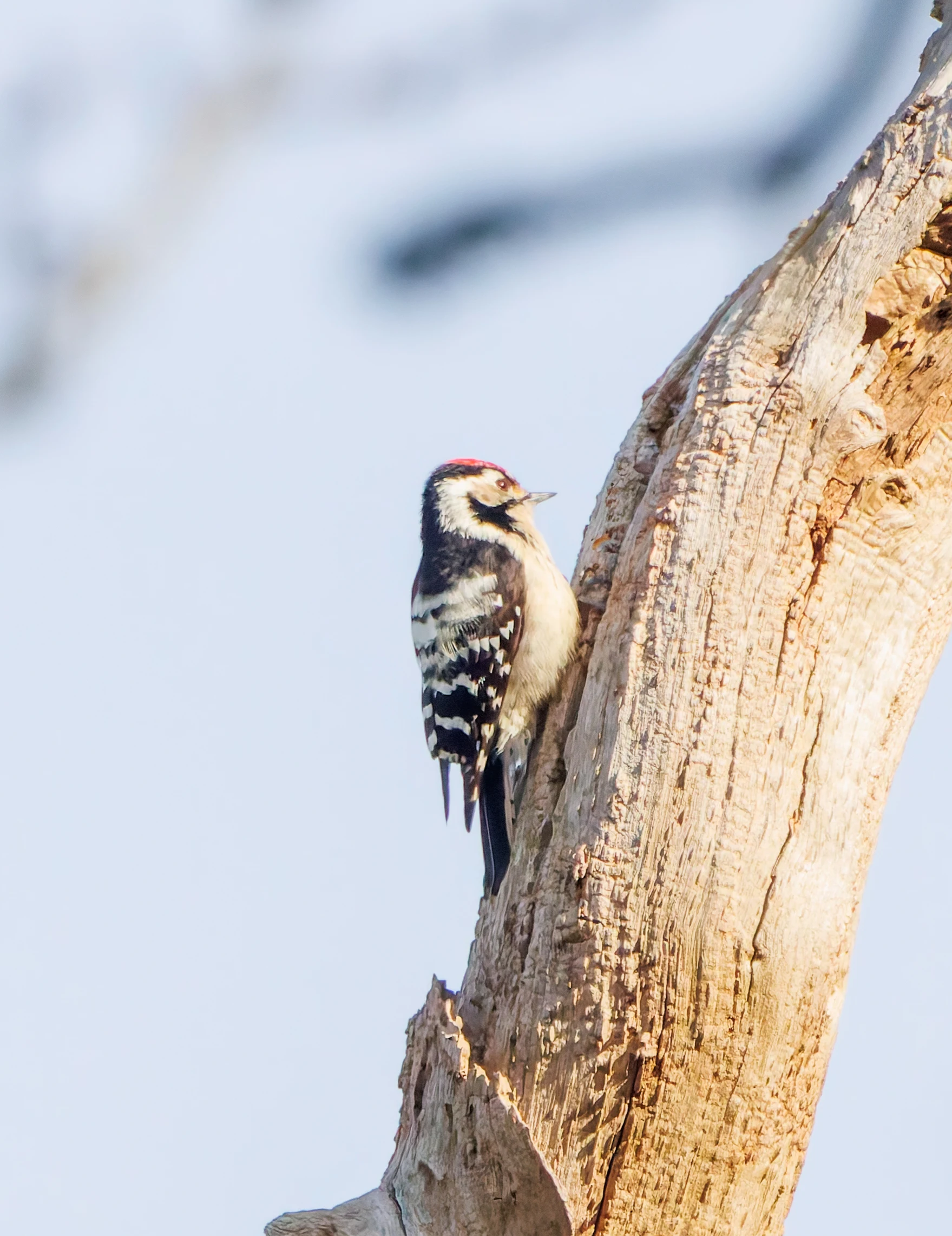 Lesser-spotted Woodpecker, Acres Down, New Forest, UK — photo by Adam Prugel-Bennett