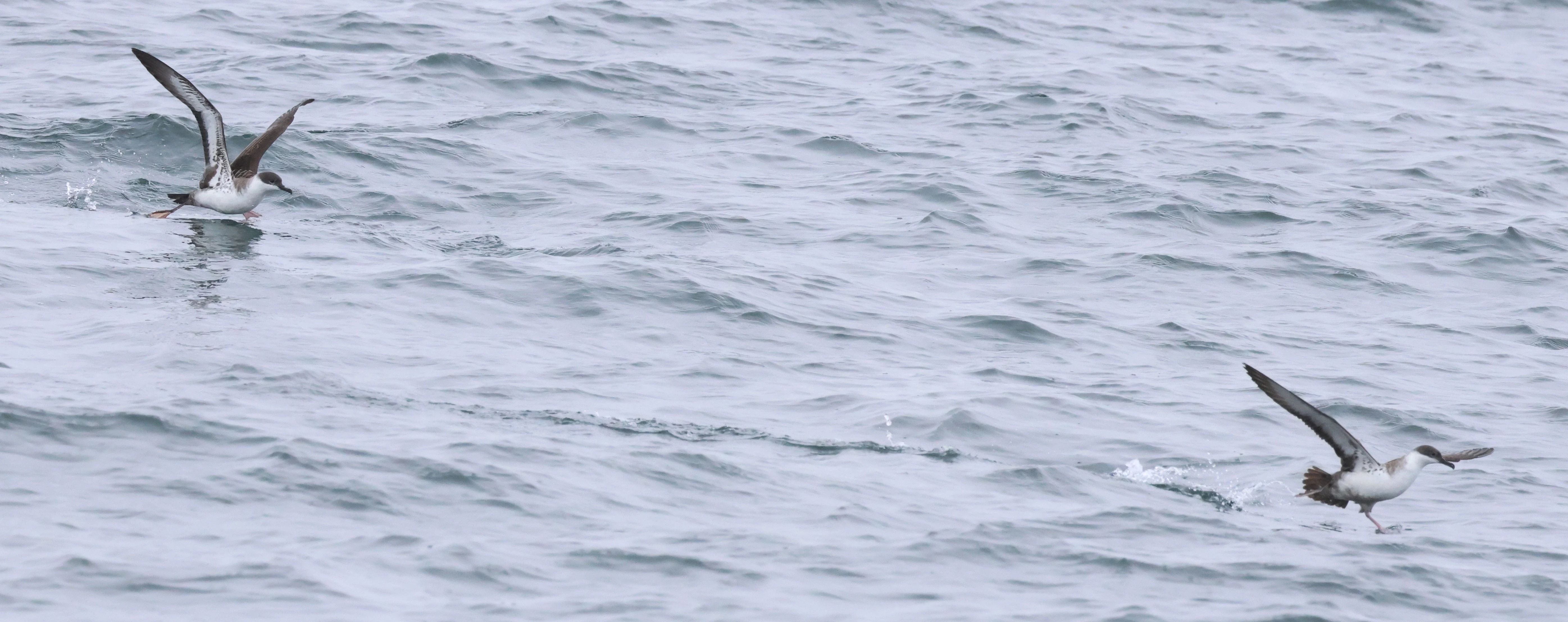 Great shearwaters, Falmouth, Cornwal, UK — photo by Adam Prugel-Bennett