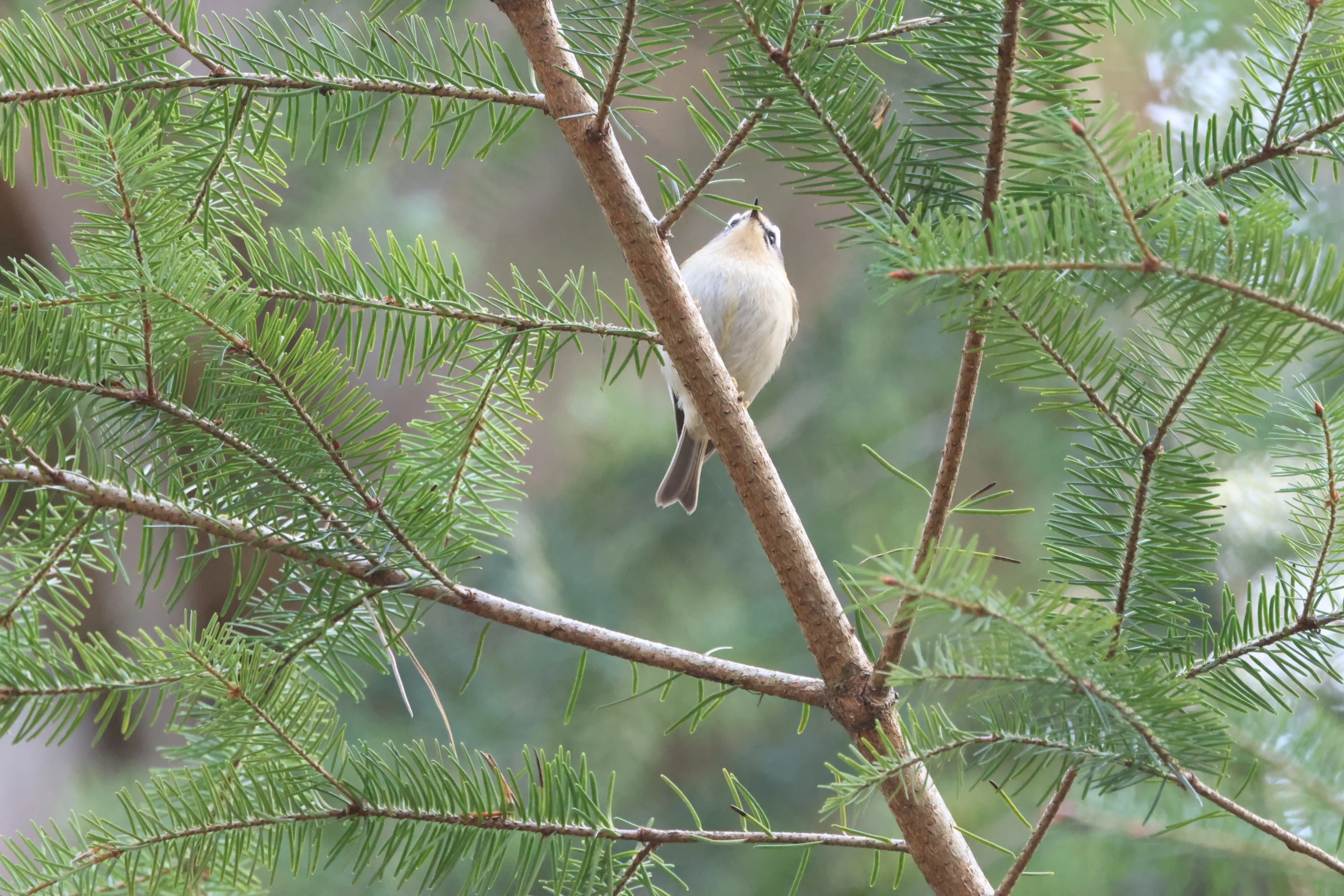 Common firecrest, Acres Down, Minstead, New Forest, UK — photo by Adam Prugel-Bennett