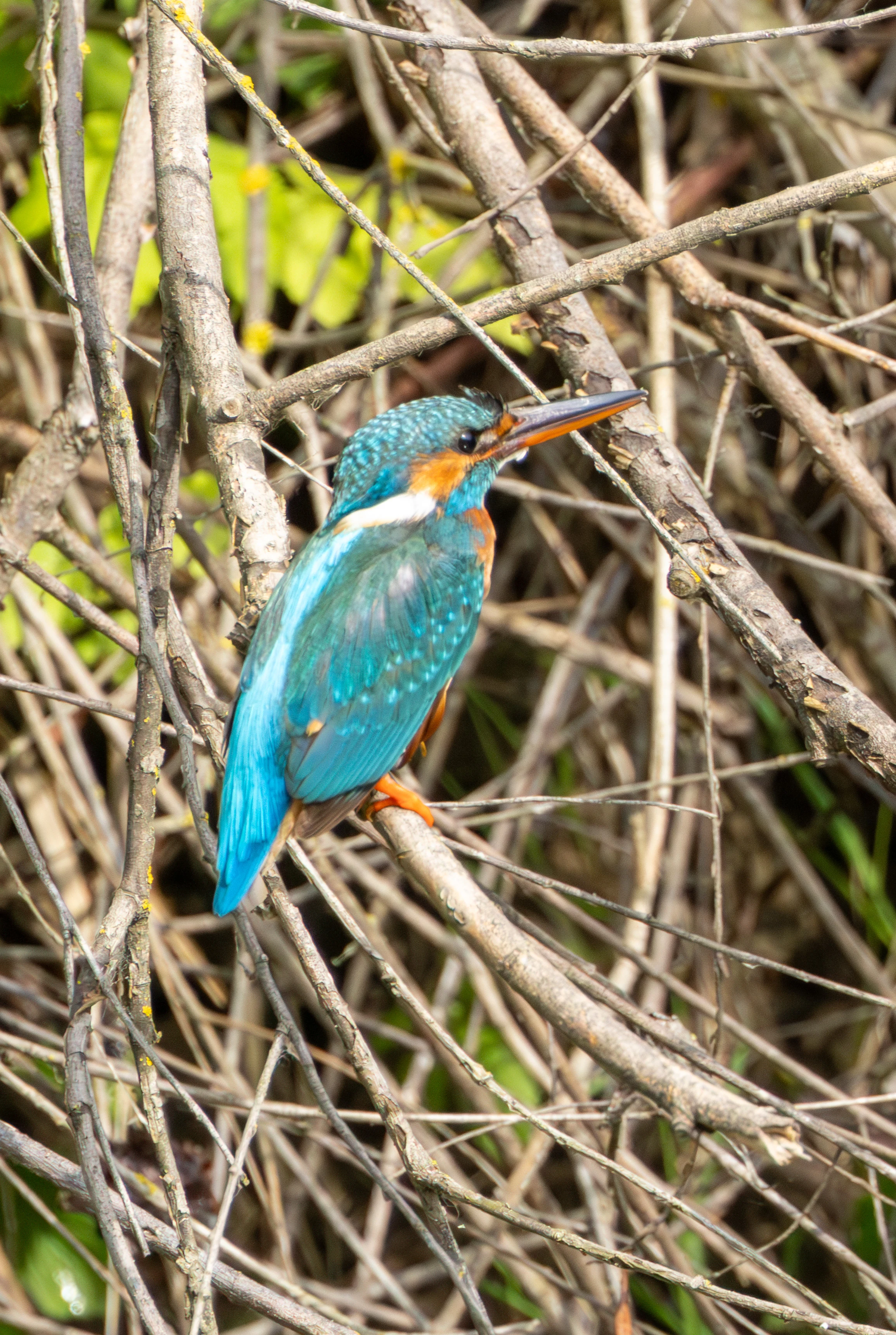 Common Kingfisher, Danube Delta, Romania — photo by Adam Prugel-Bennett